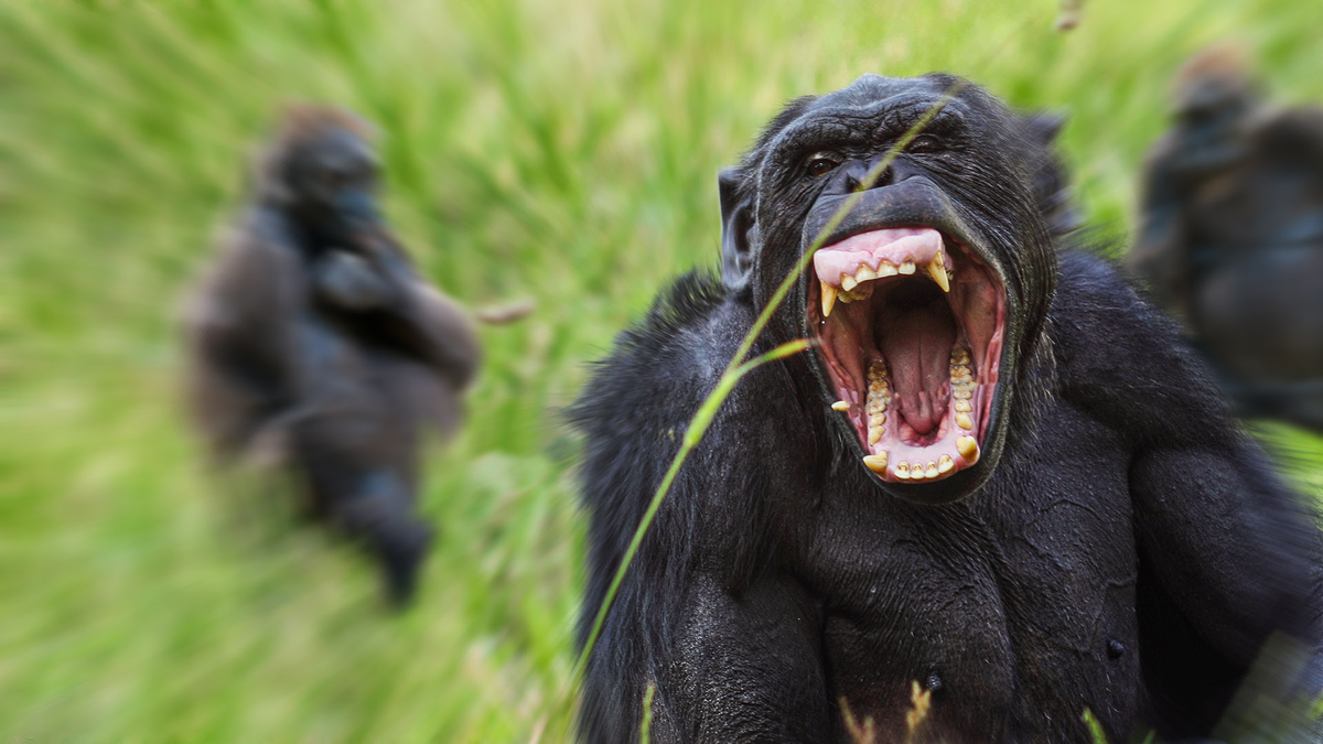 The war between chimpanzees and gorillas: A major conflict that changed perceptions of primates - Chimpanzee, Gorilla, Animals, Wild animals, Yandex Zen, Yandex Zen (link), Longpost, Monkey, Primates