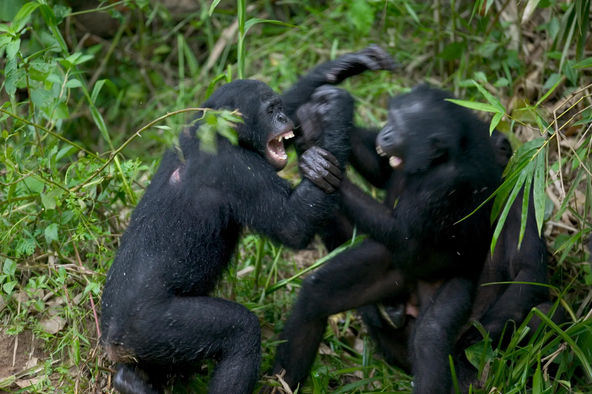 The war between chimpanzees and gorillas: A major conflict that changed perceptions of primates - Chimpanzee, Gorilla, Animals, Wild animals, Yandex Zen, Yandex Zen (link), Longpost, Monkey, Primates