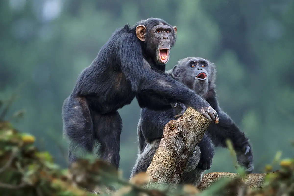 The war between chimpanzees and gorillas: A major conflict that changed perceptions of primates - Chimpanzee, Gorilla, Animals, Wild animals, Yandex Zen, Yandex Zen (link), Longpost, Monkey, Primates