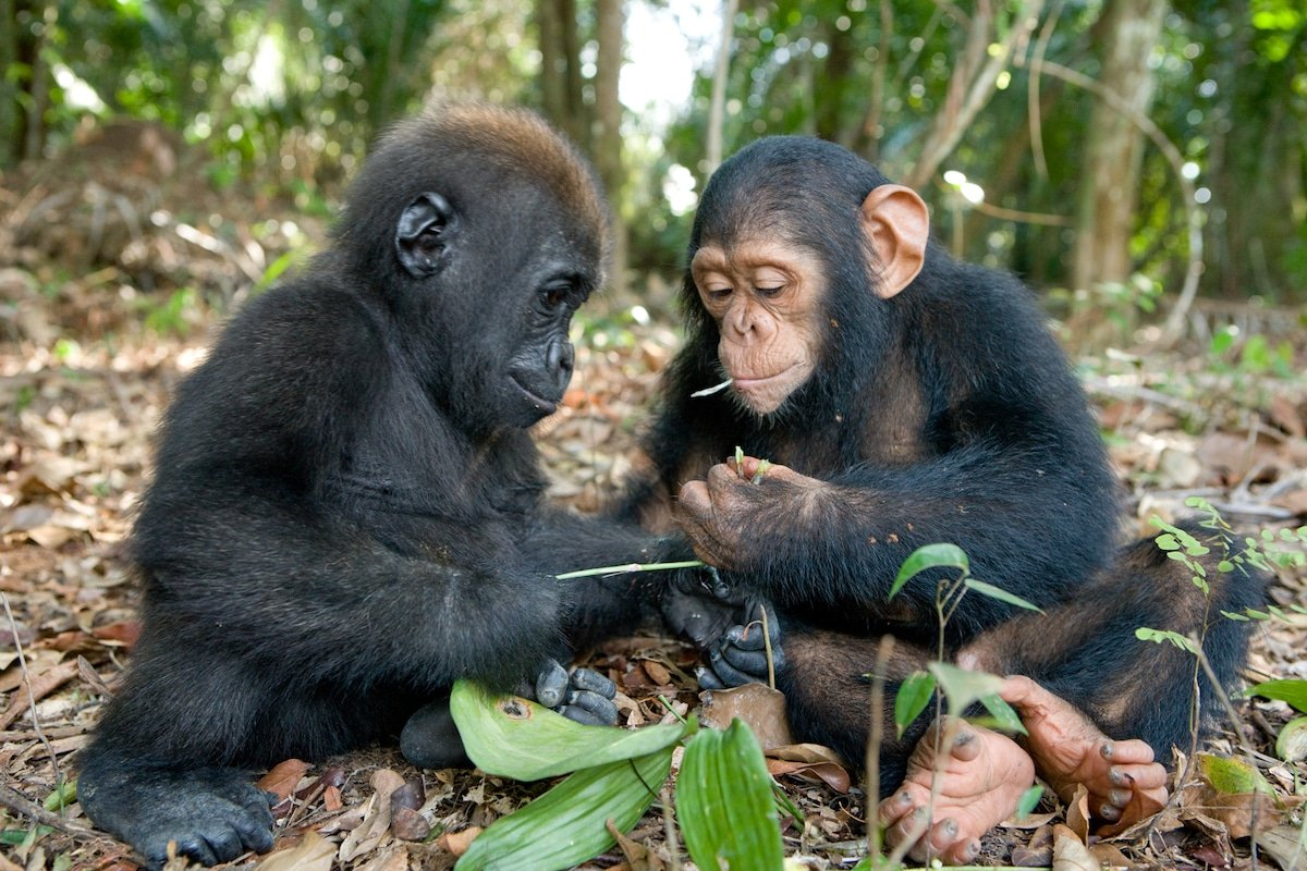 The war between chimpanzees and gorillas: A major conflict that changed perceptions of primates - Chimpanzee, Gorilla, Animals, Wild animals, Yandex Zen, Yandex Zen (link), Longpost, Monkey, Primates