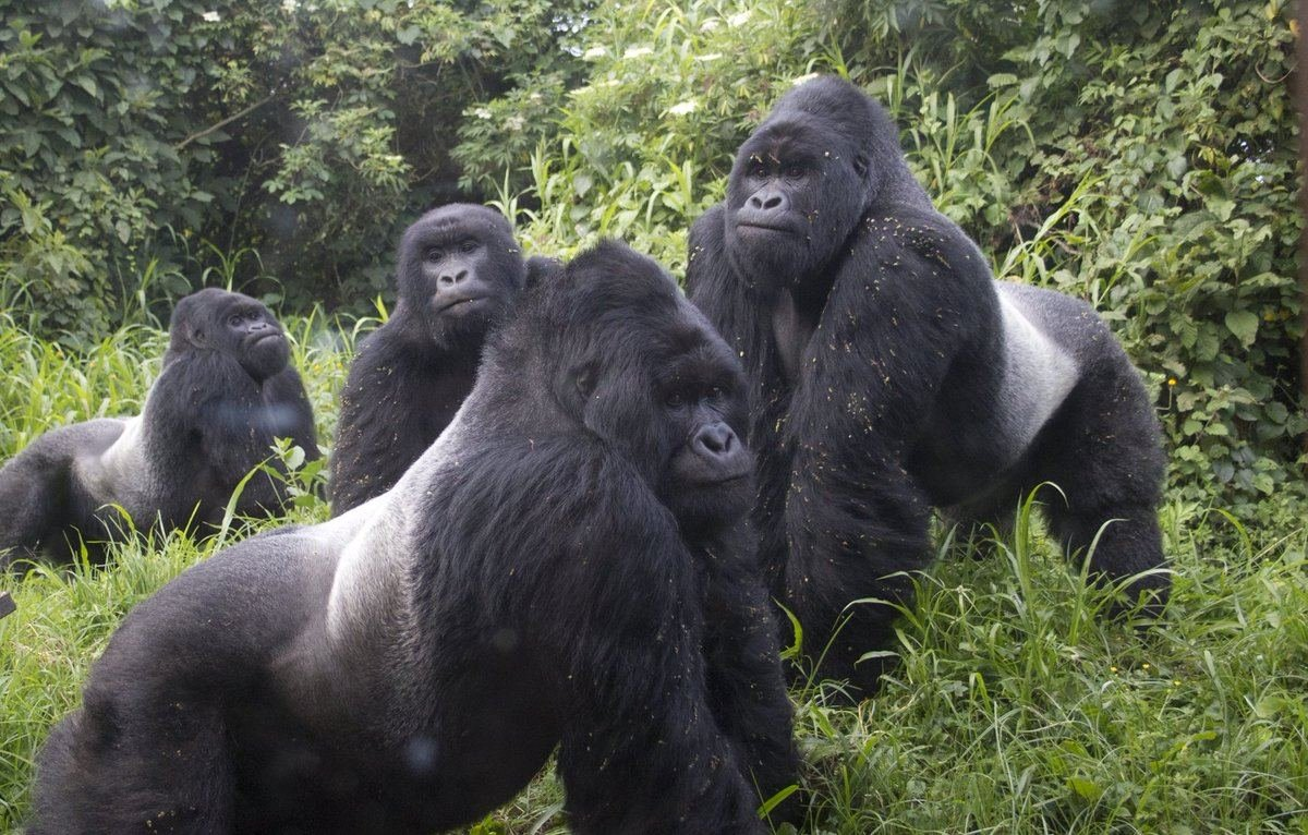 The war between chimpanzees and gorillas: A major conflict that changed perceptions of primates - Chimpanzee, Gorilla, Animals, Wild animals, Yandex Zen, Yandex Zen (link), Longpost, Monkey, Primates