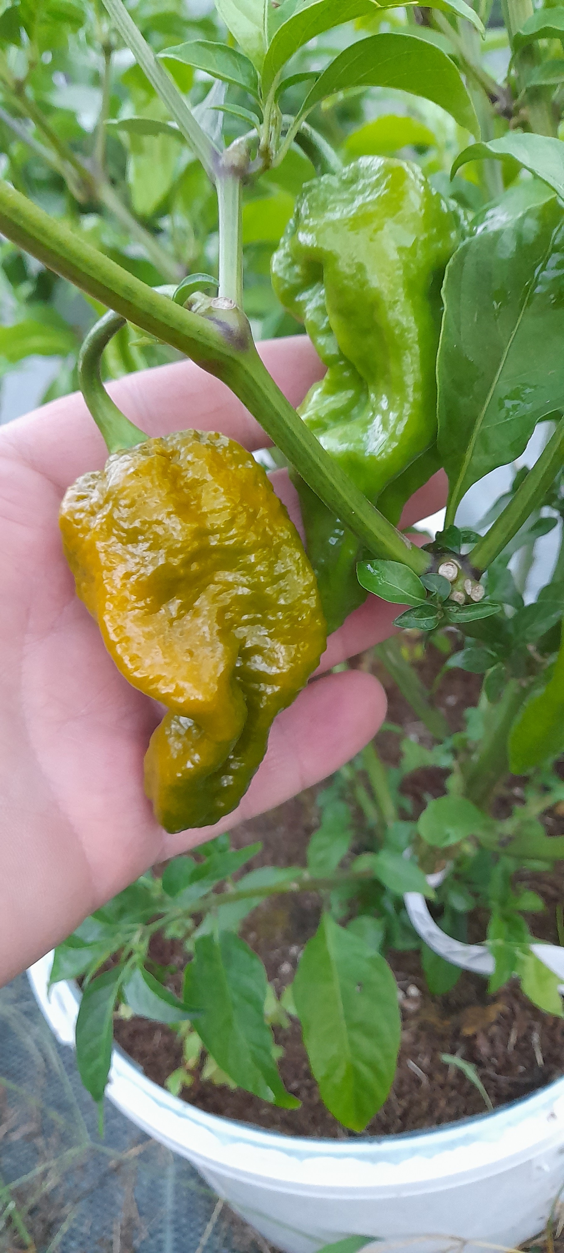 Collected some - My, Pepper, Hot peppers, Capsaicin, Chilli, Capsicum, Longpost