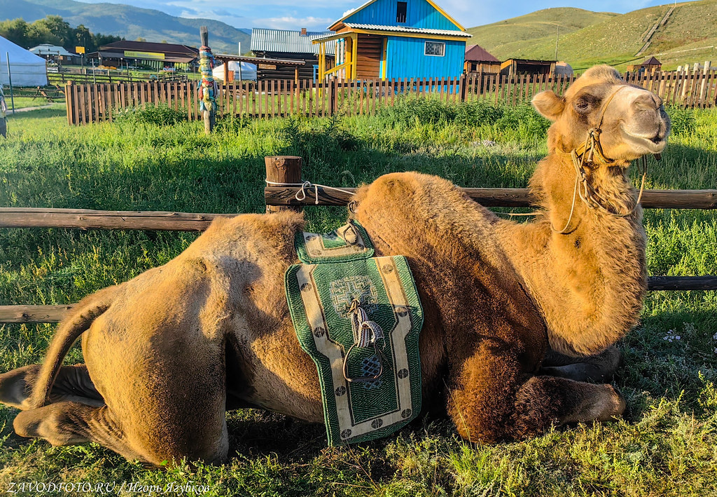 Ethnic complex “Steppe nomad” in Buryatia - My, Travel across Russia, Cities of Russia, Local history, sights, Road trip, History, Buryatia, Video, Youtube, Longpost