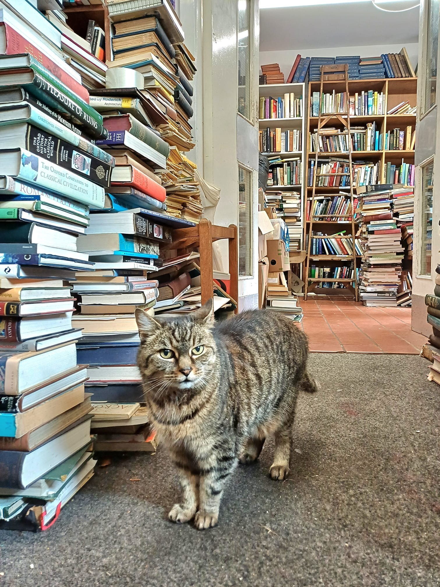 There's a scientist cat in the library - someone stole the golden chain... - The photo, cat, Animals, Books