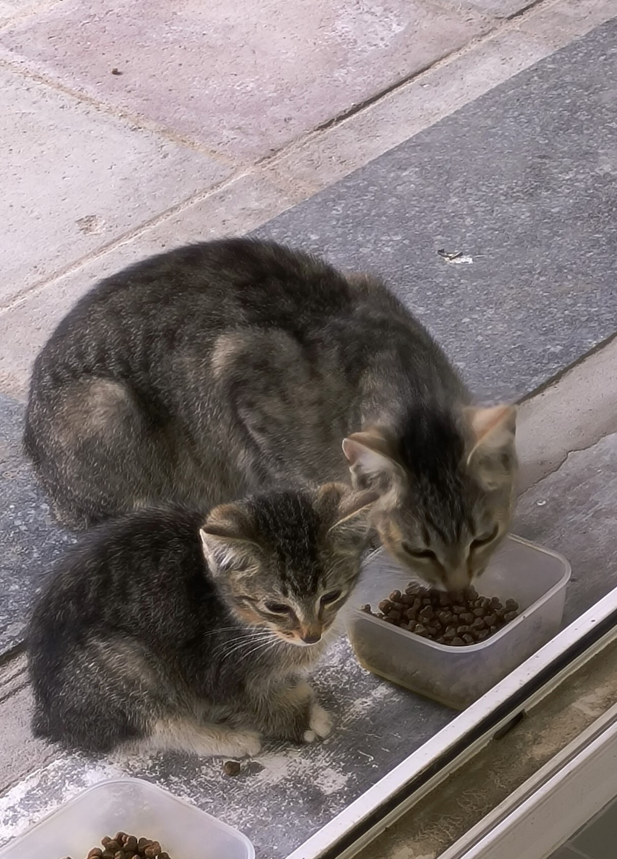 Cats bring kittens to the window... - My, Charity, Homeless animals, Kindness, Veterinary, Moscow, Society, The rescue, cat, Care, Good league, Fund, Longpost