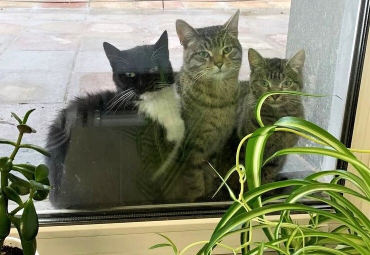 Cats bring kittens to the window... - My, Charity, Homeless animals, Kindness, Veterinary, Moscow, Society, The rescue, cat, Care, Good league, Fund, Longpost