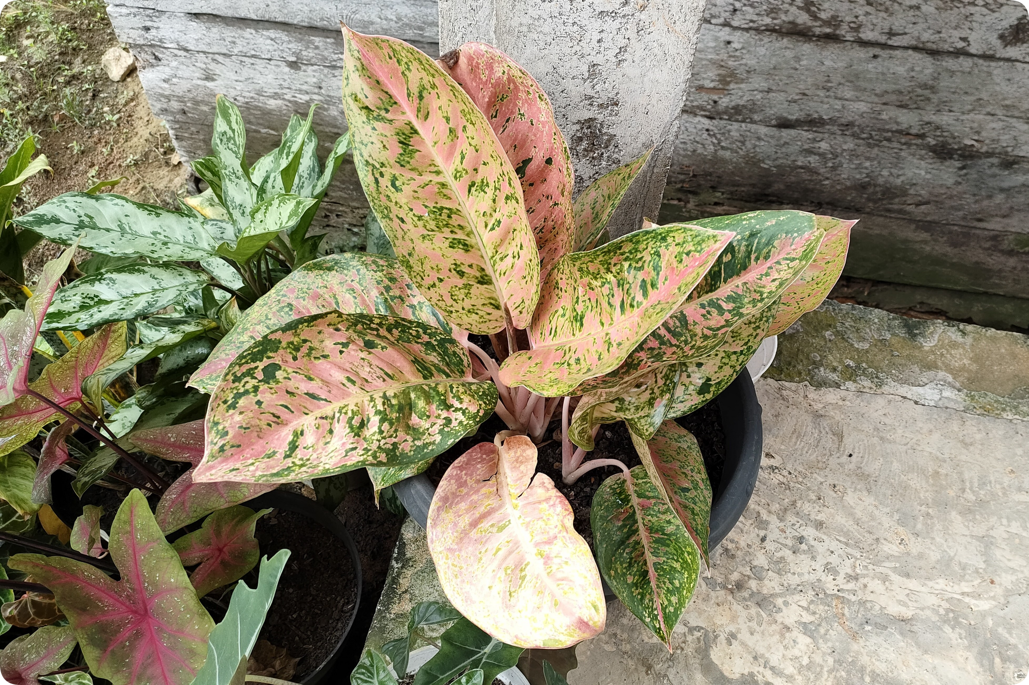 Aglaonema Rapngen Rapthong - My, Plants, Garden, Garden, Houseplants, Bloom