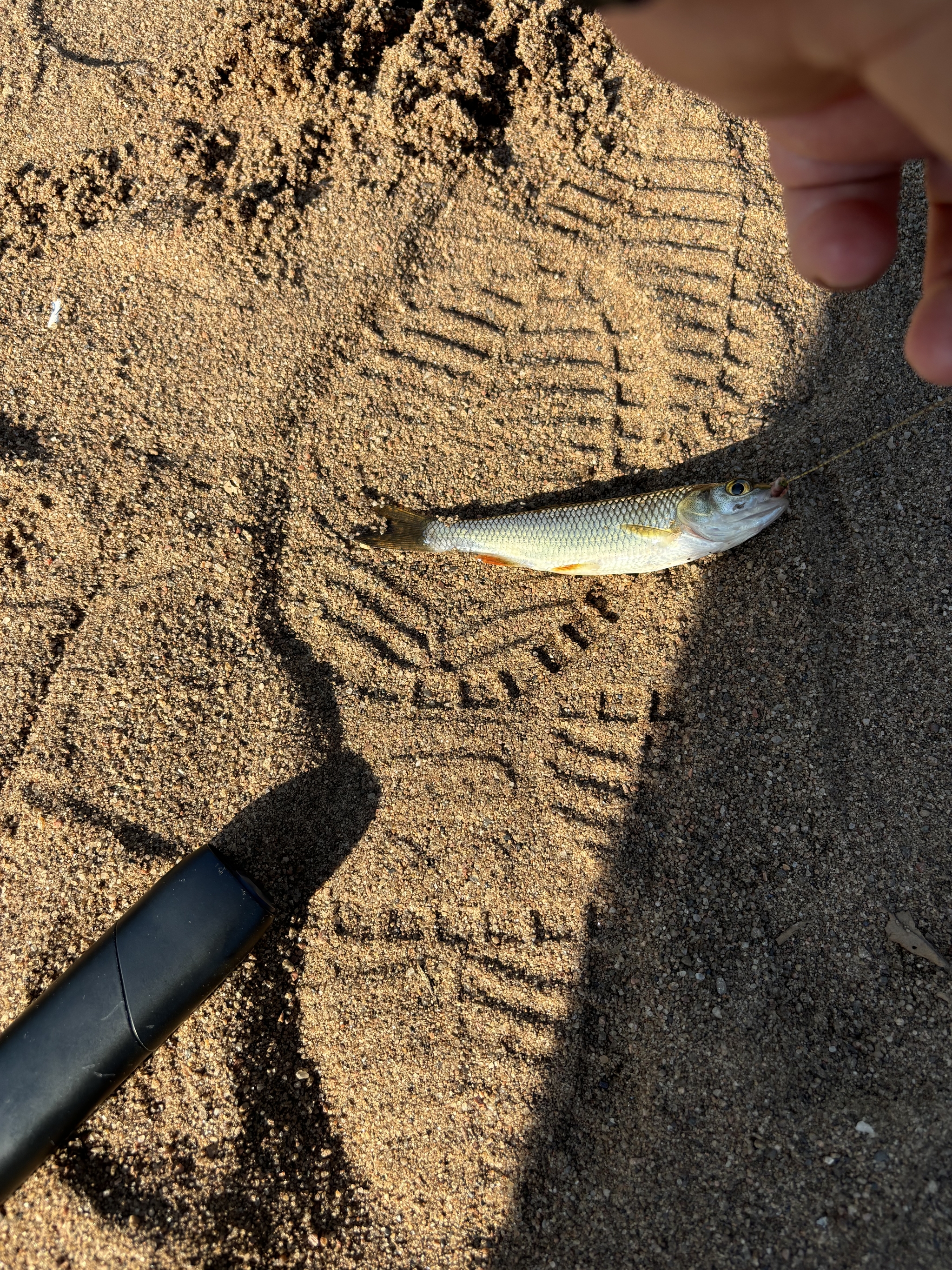 Peregino - second attempt - My, Teeth, Paleontology, Longpost