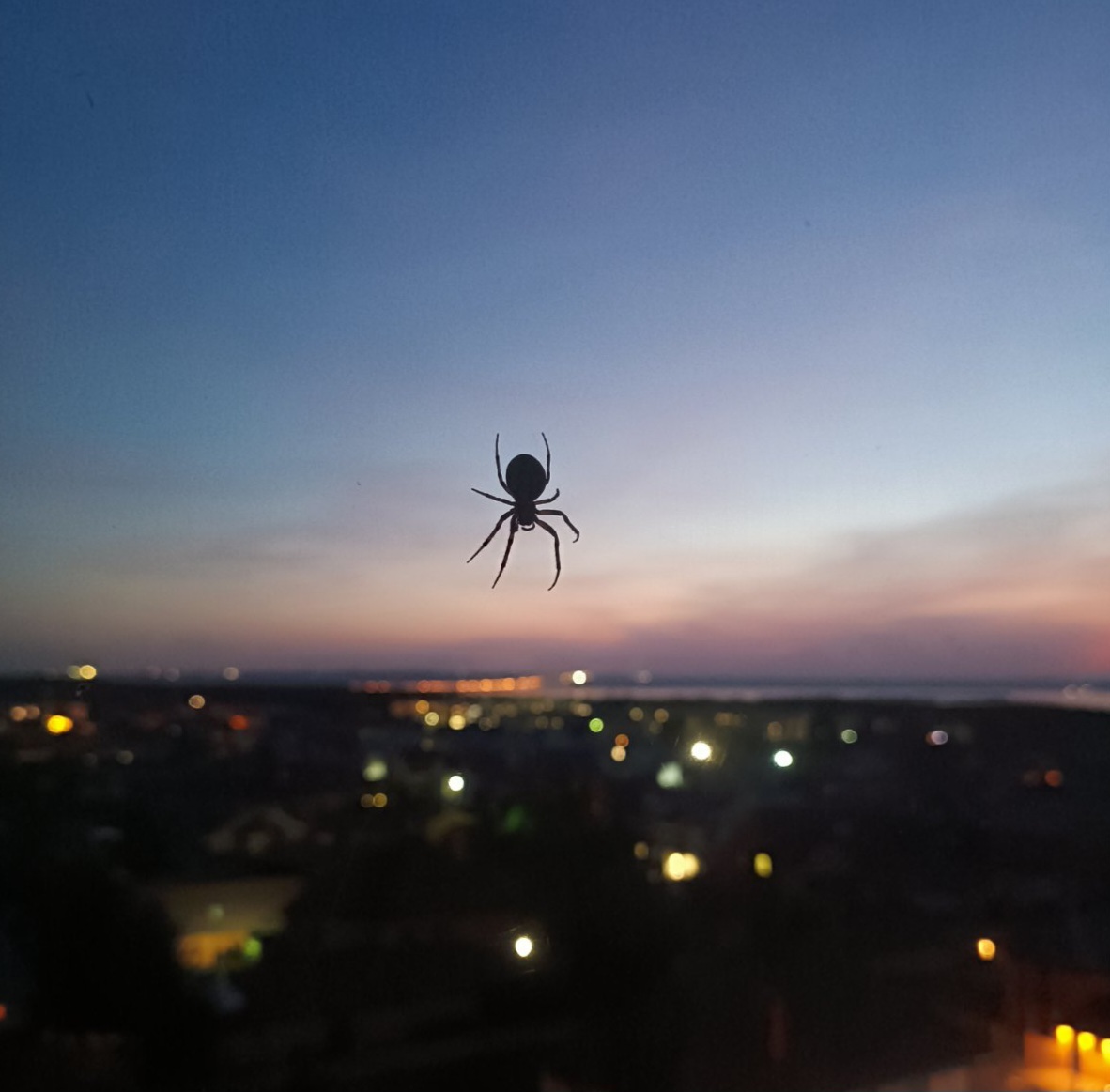 Spider - Spider, Night, Insects, Longpost