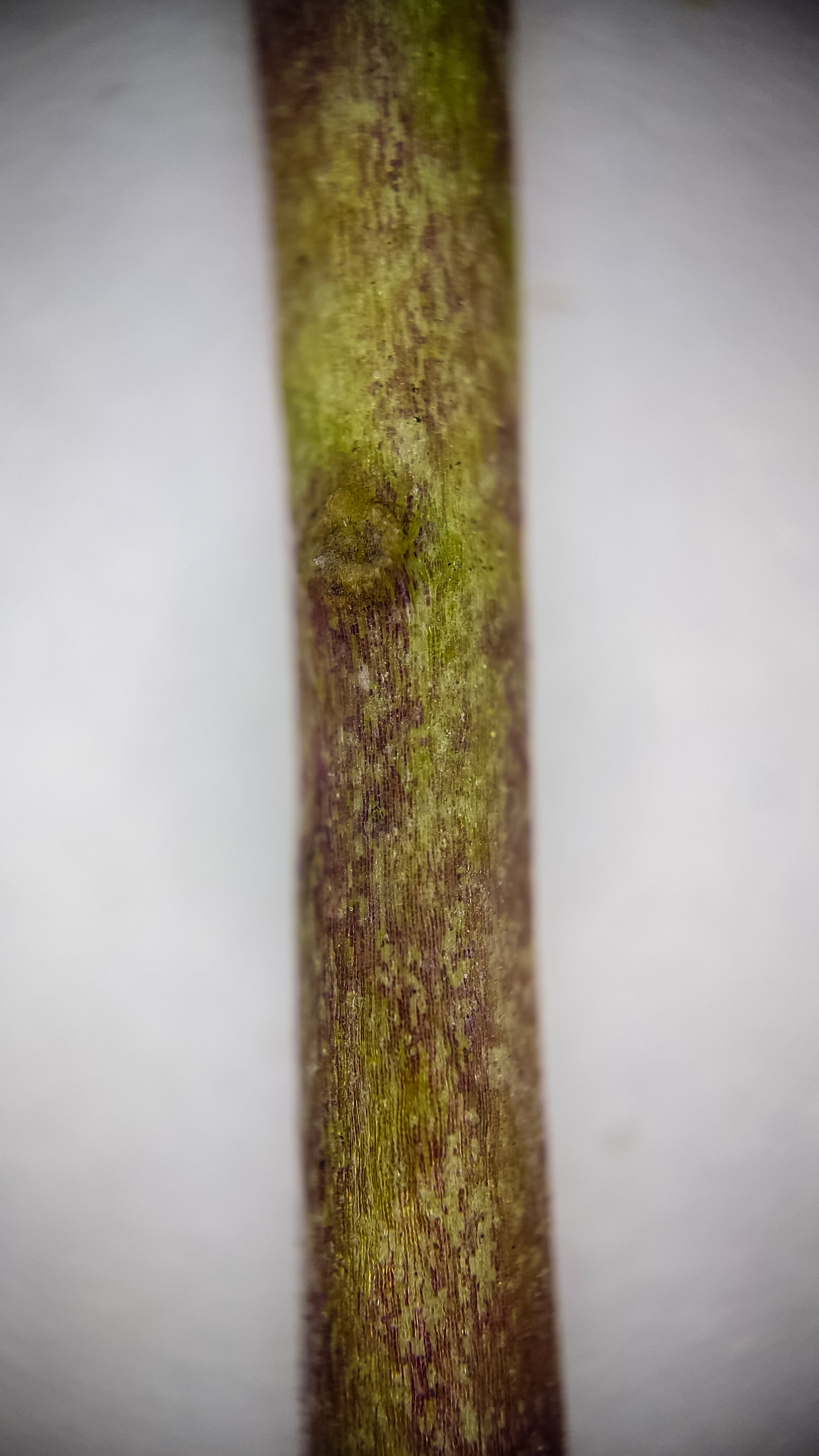 Photo project Let's take a closer look post #79. Common toadflax - My, Bloom, Macro photography, Nature, The photo, The nature of Russia, Steppe, Microfilming, Wildflowers, Longpost