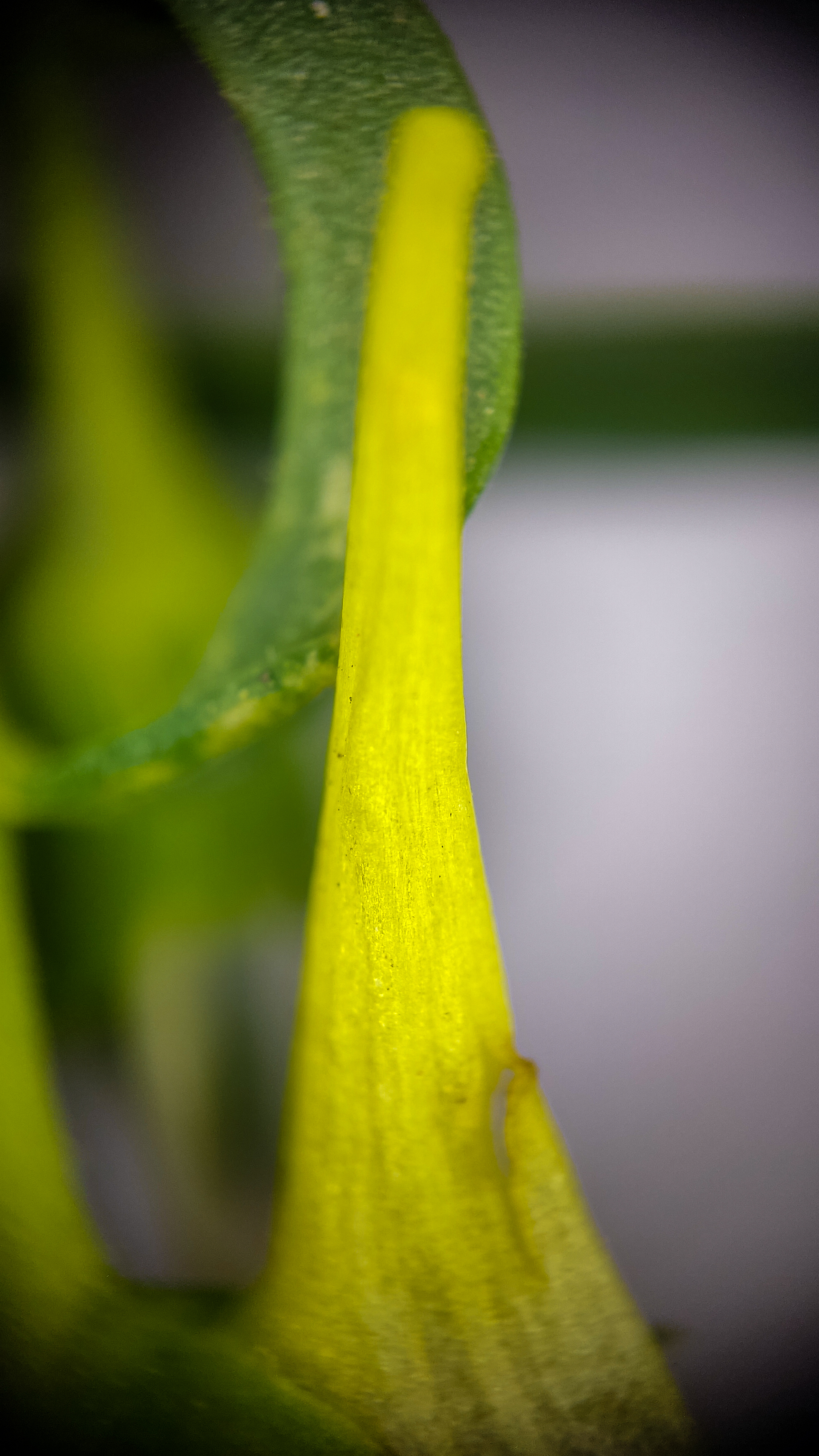 Photo project Let's take a closer look post #79. Common toadflax - My, Bloom, Macro photography, Nature, The photo, The nature of Russia, Steppe, Microfilming, Wildflowers, Longpost