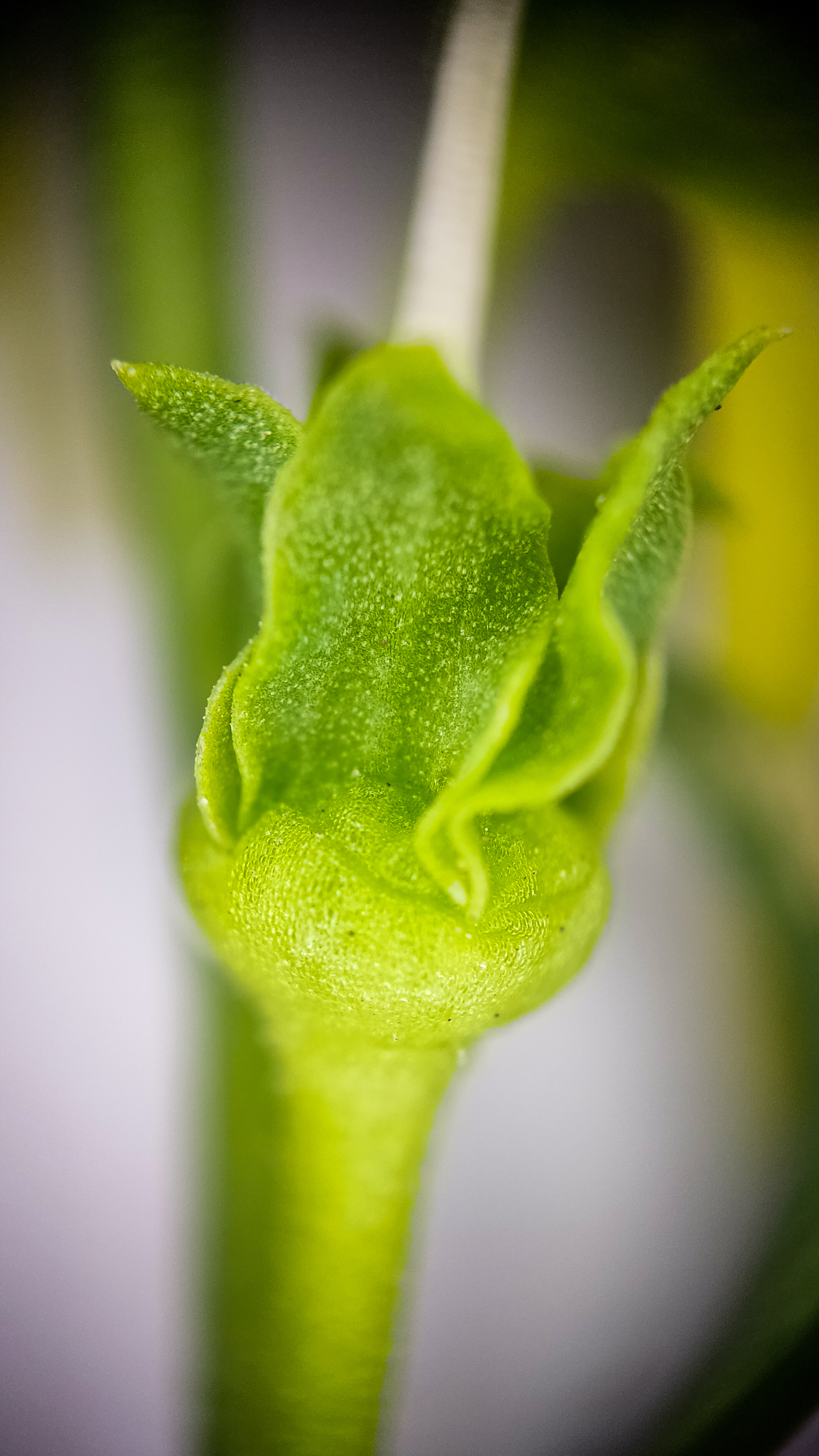 Photo project Let's take a closer look post #79. Common toadflax - My, Bloom, Macro photography, Nature, The photo, The nature of Russia, Steppe, Microfilming, Wildflowers, Longpost