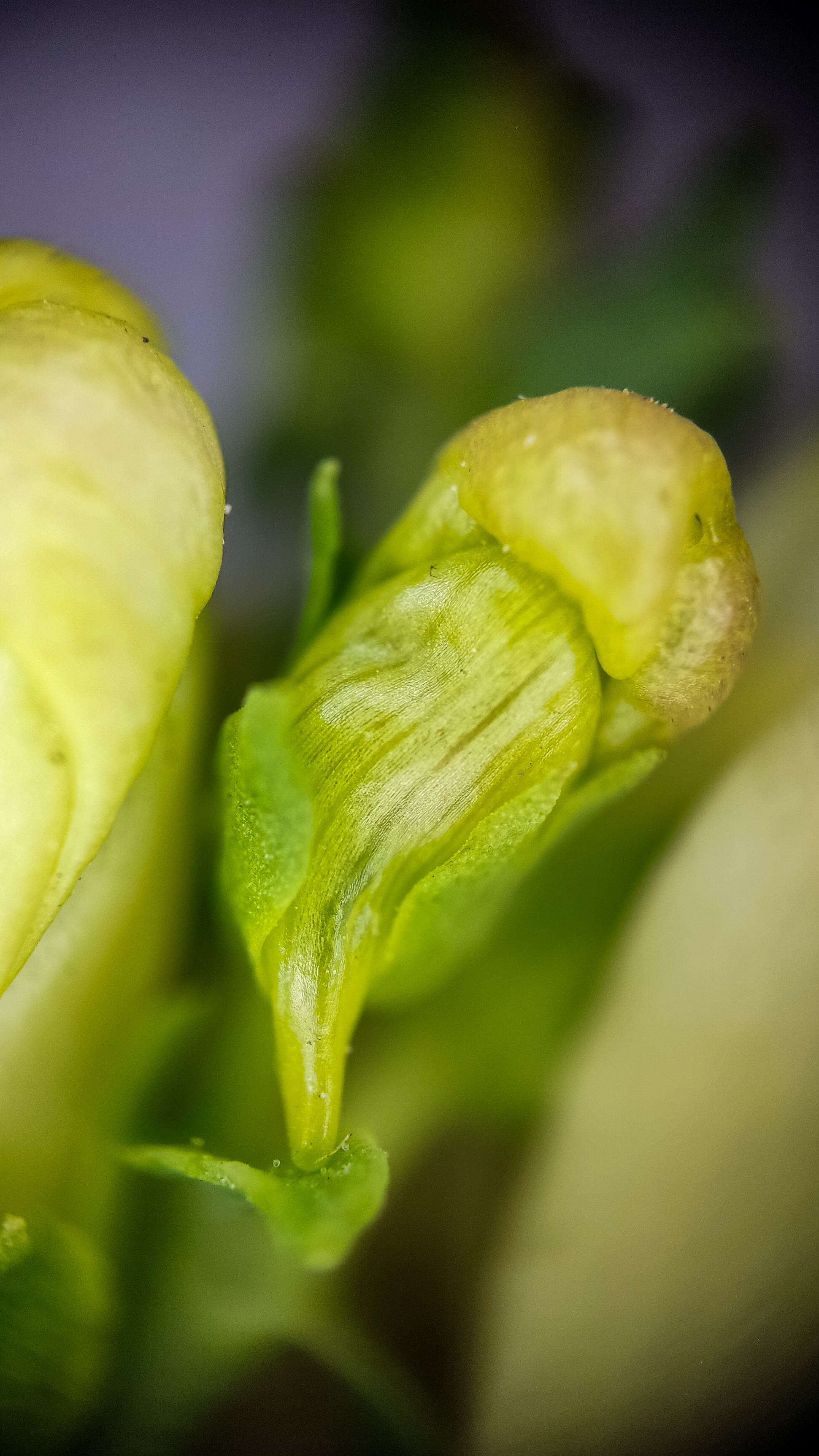 Photo project Let's take a closer look post #79. Common toadflax - My, Bloom, Macro photography, Nature, The photo, The nature of Russia, Steppe, Microfilming, Wildflowers, Longpost