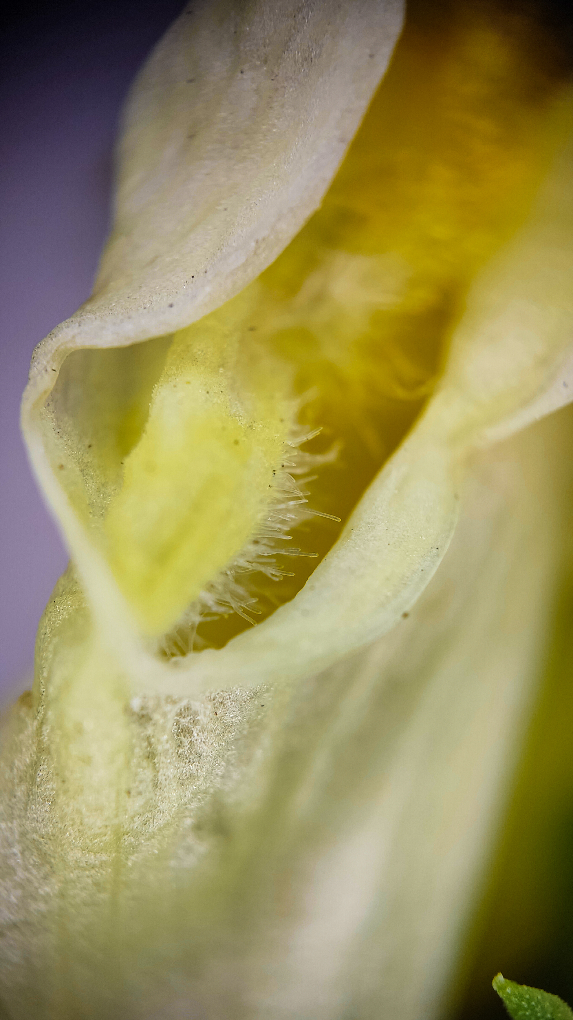 Photo project Let's take a closer look post #79. Common toadflax - My, Bloom, Macro photography, Nature, The photo, The nature of Russia, Steppe, Microfilming, Wildflowers, Longpost