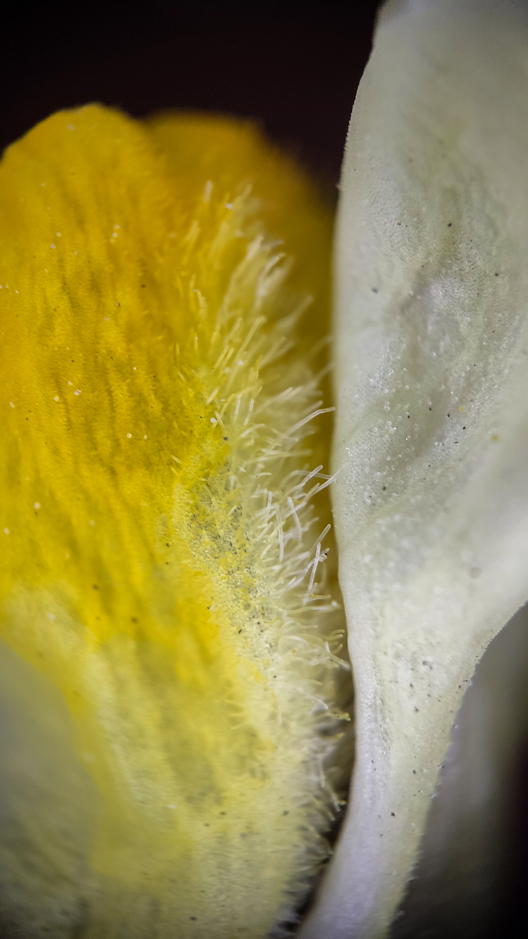 Photo project Let's take a closer look post #79. Common toadflax - My, Bloom, Macro photography, Nature, The photo, The nature of Russia, Steppe, Microfilming, Wildflowers, Longpost