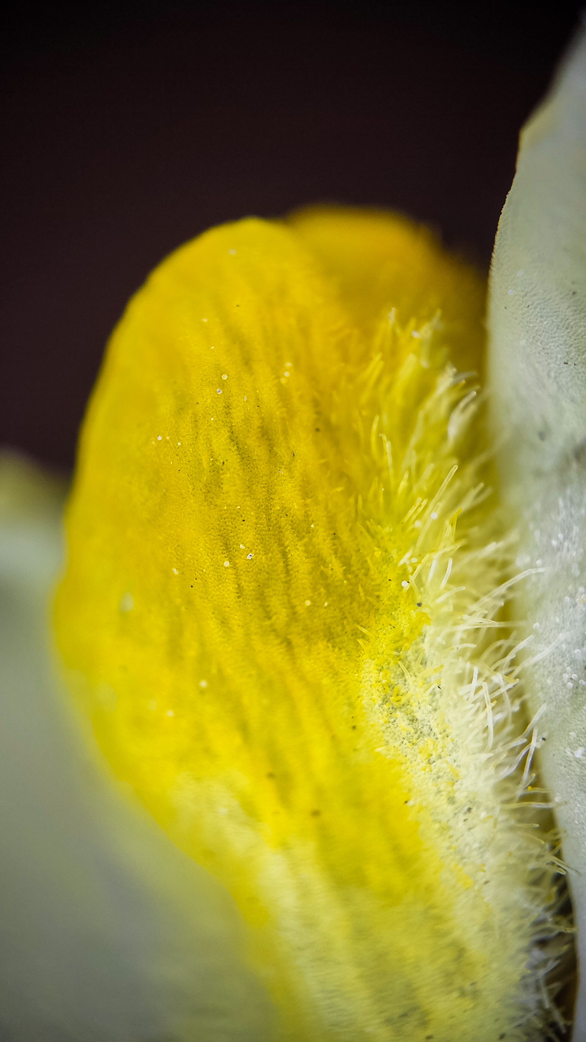 Photo project Let's take a closer look post #79. Common toadflax - My, Bloom, Macro photography, Nature, The photo, The nature of Russia, Steppe, Microfilming, Wildflowers, Longpost