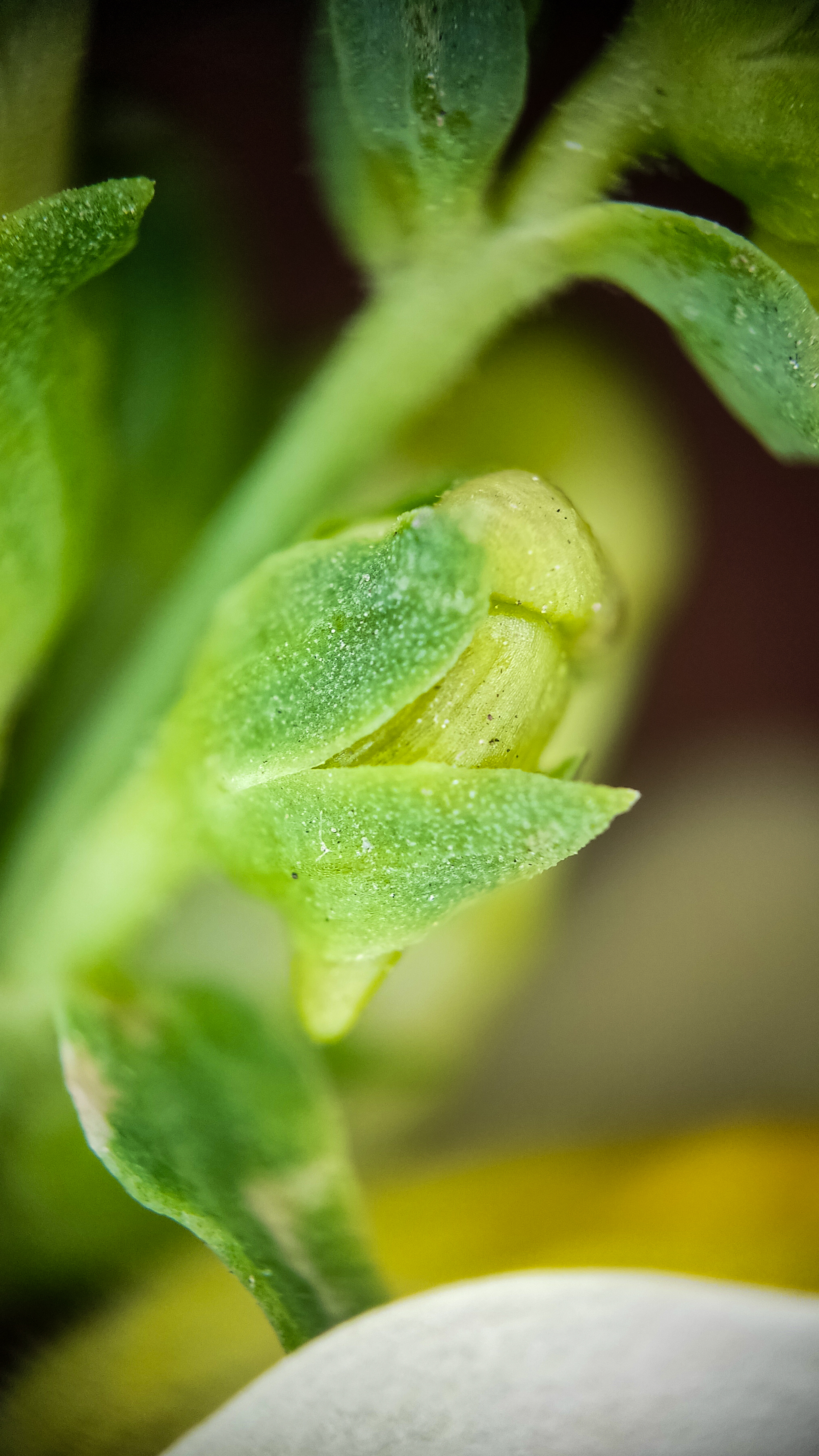 Photo project Let's take a closer look post #79. Common toadflax - My, Bloom, Macro photography, Nature, The photo, The nature of Russia, Steppe, Microfilming, Wildflowers, Longpost