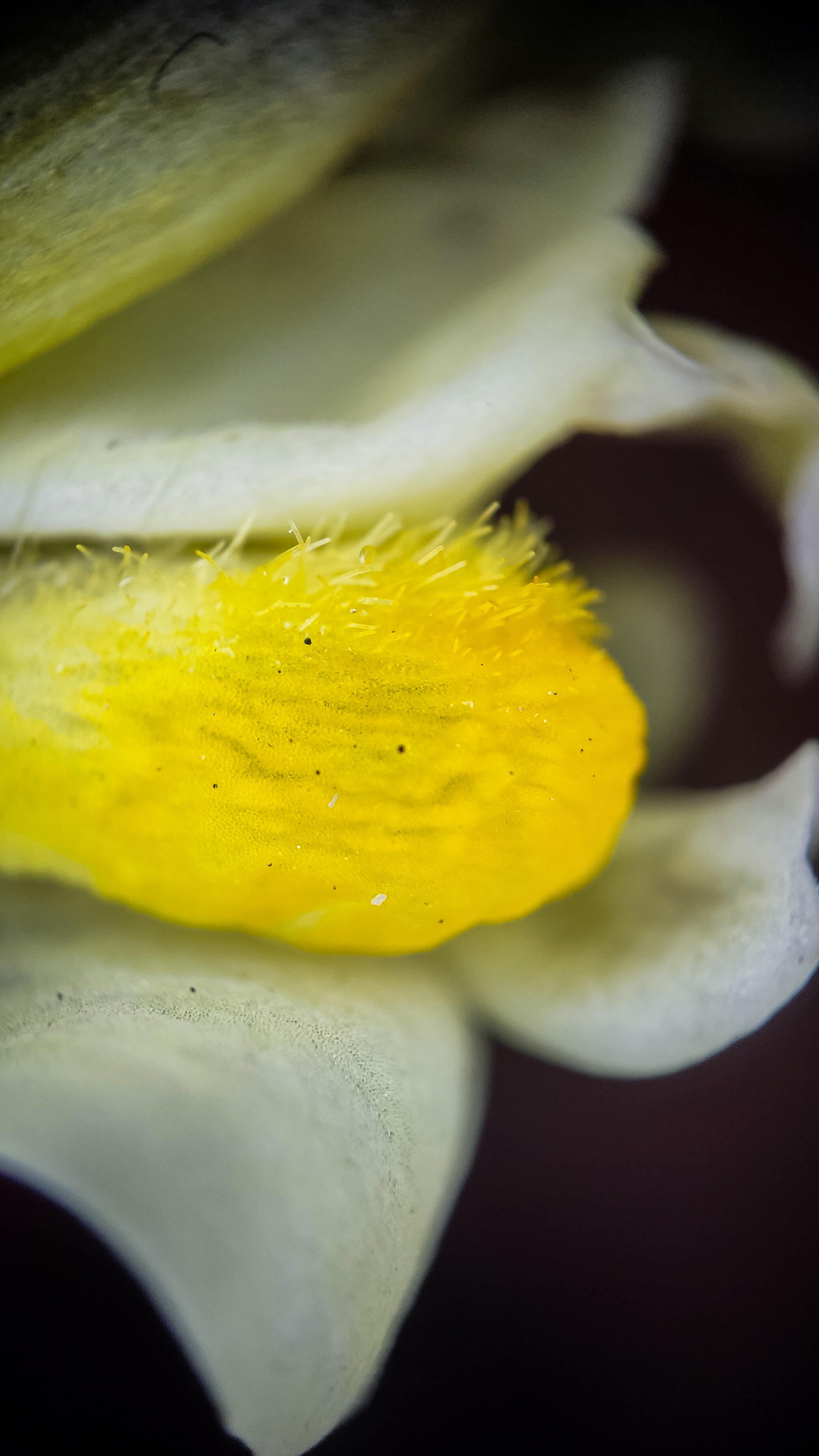 Photo project Let's take a closer look post #79. Common toadflax - My, Bloom, Macro photography, Nature, The photo, The nature of Russia, Steppe, Microfilming, Wildflowers, Longpost