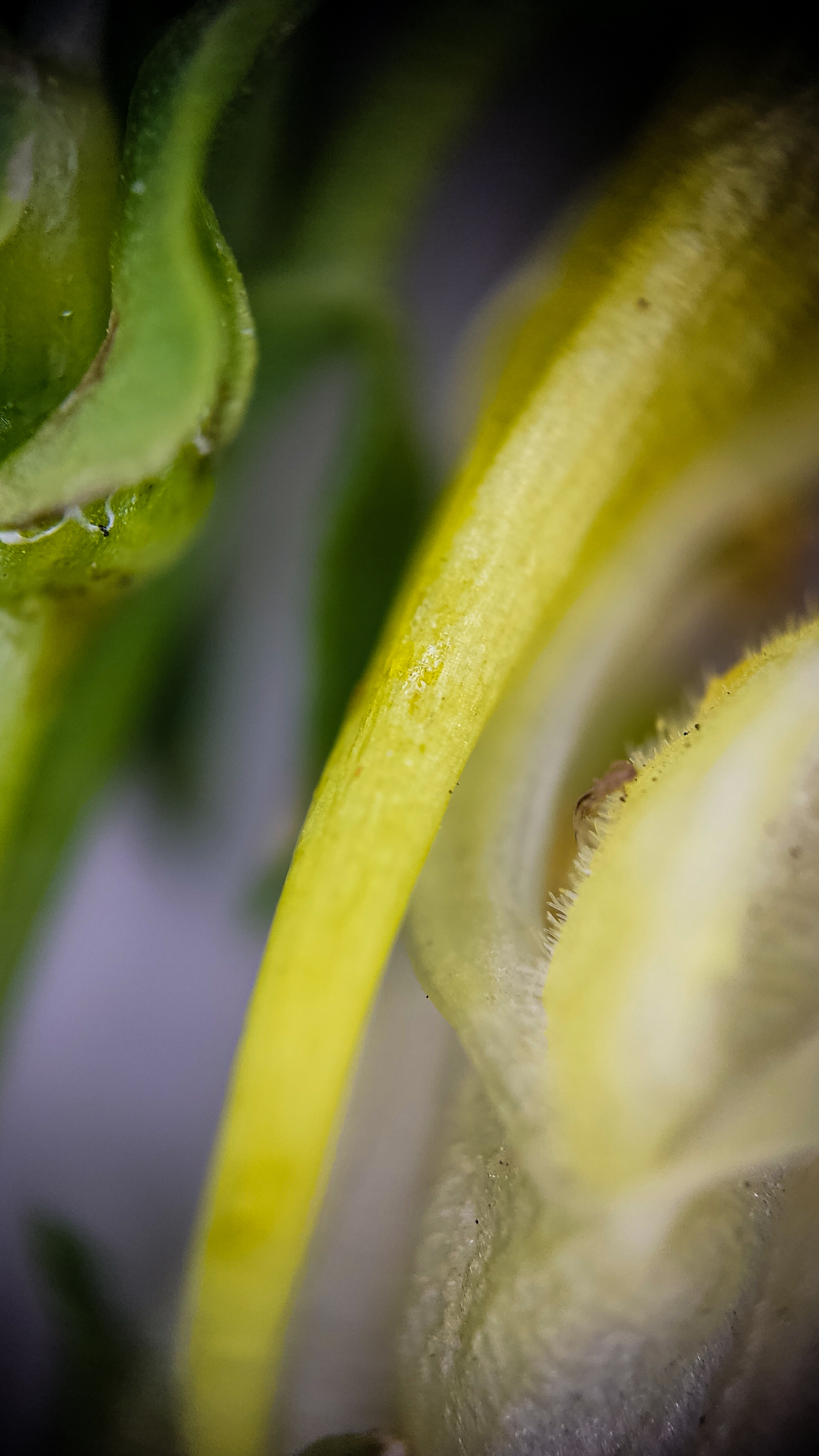 Photo project Let's take a closer look post #79. Common toadflax - My, Bloom, Macro photography, Nature, The photo, The nature of Russia, Steppe, Microfilming, Wildflowers, Longpost