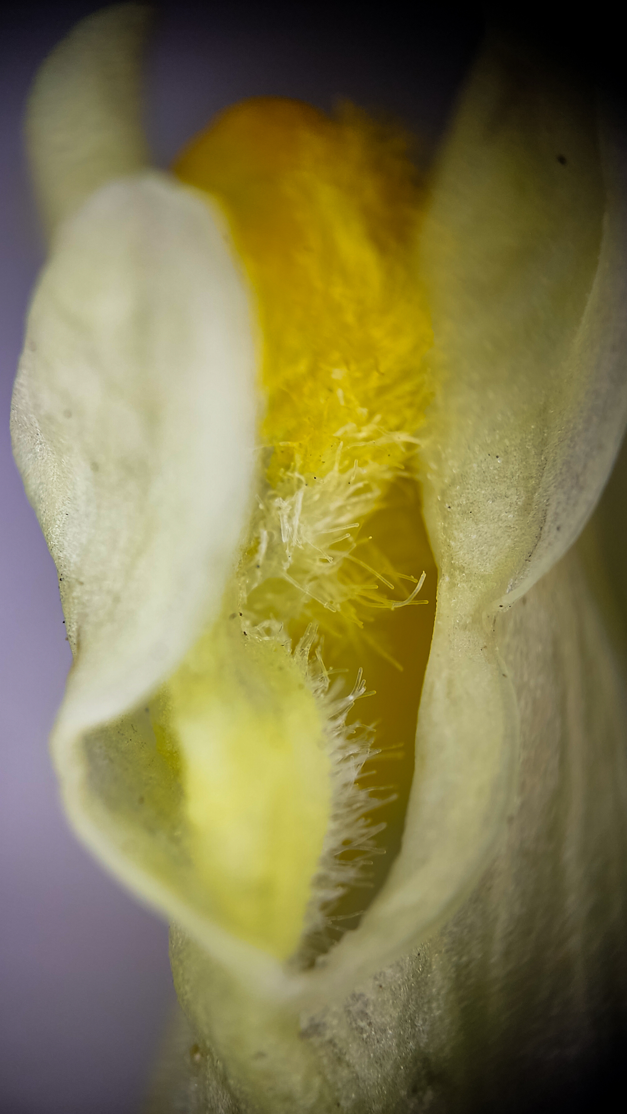 Photo project Let's take a closer look post #79. Common toadflax - My, Bloom, Macro photography, Nature, The photo, The nature of Russia, Steppe, Microfilming, Wildflowers, Longpost