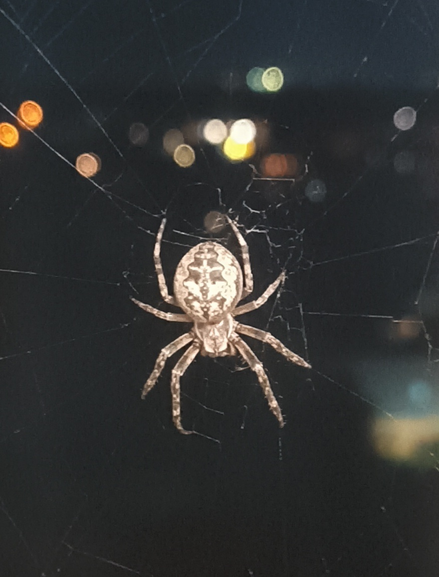 Spider - Spider, Night, Insects, Longpost