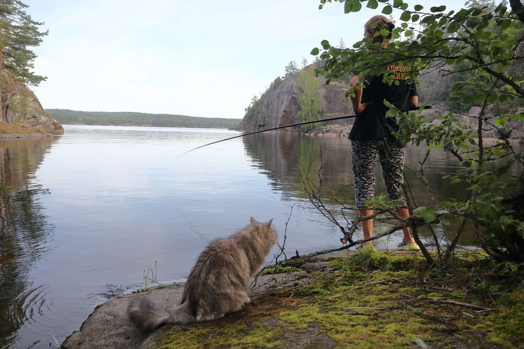 Cat on a Ladoga hike - My, cat, Hike, Video, Soundless, Longpost