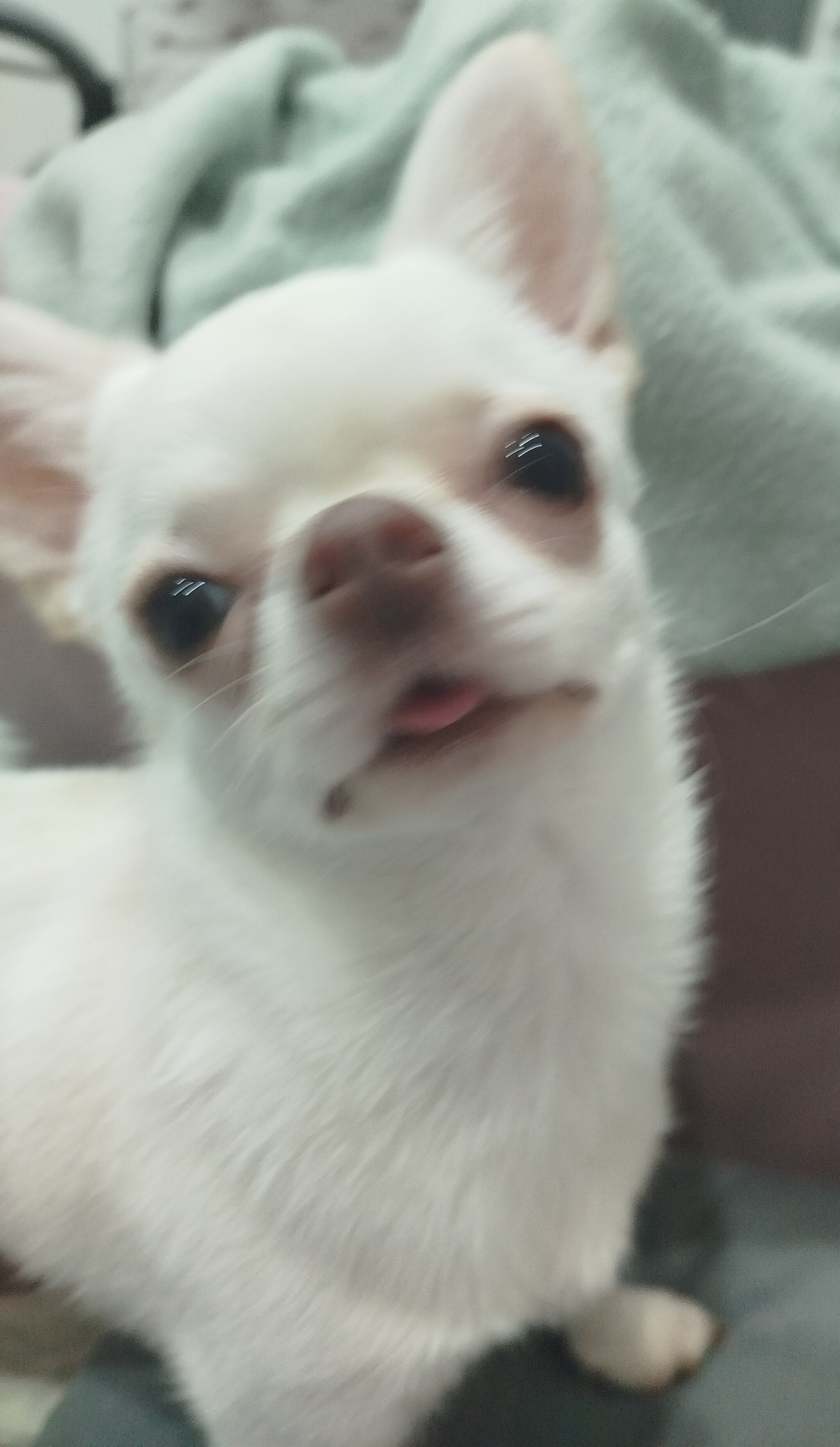 The Chihuahua's tongue is sticking out - My, Humor, Funny animals, Dog