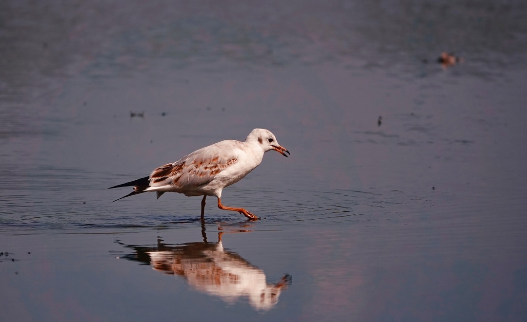 Black-headed (river) gull - My, The photo, Netherlands (Holland), Nature, Birds