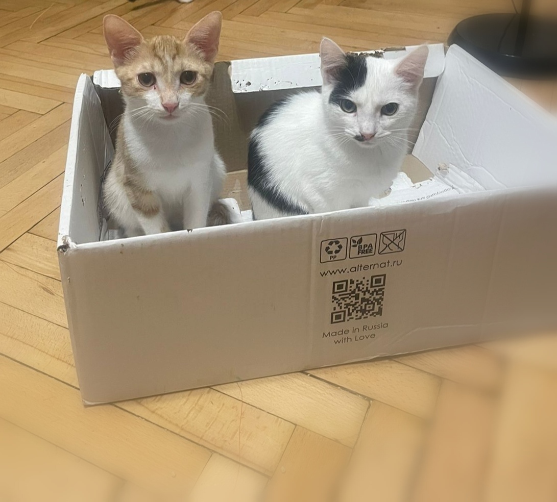 The sailors are already on the ship, waiting for the captain. - Saint Petersburg, Leningrad region, cat, Kittens, Helping animals, In good hands