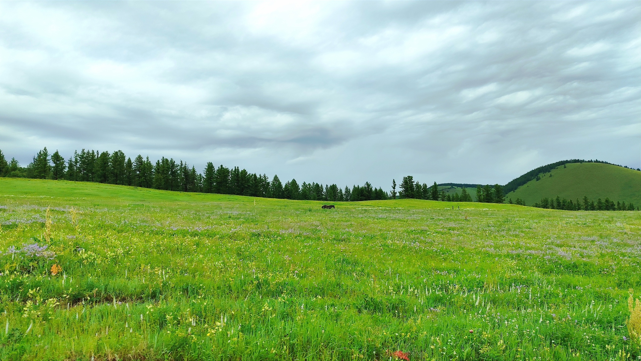 Summer 2024 (Transbaikalia) - My, Geology, Field work, Transbaikalia, Longpost