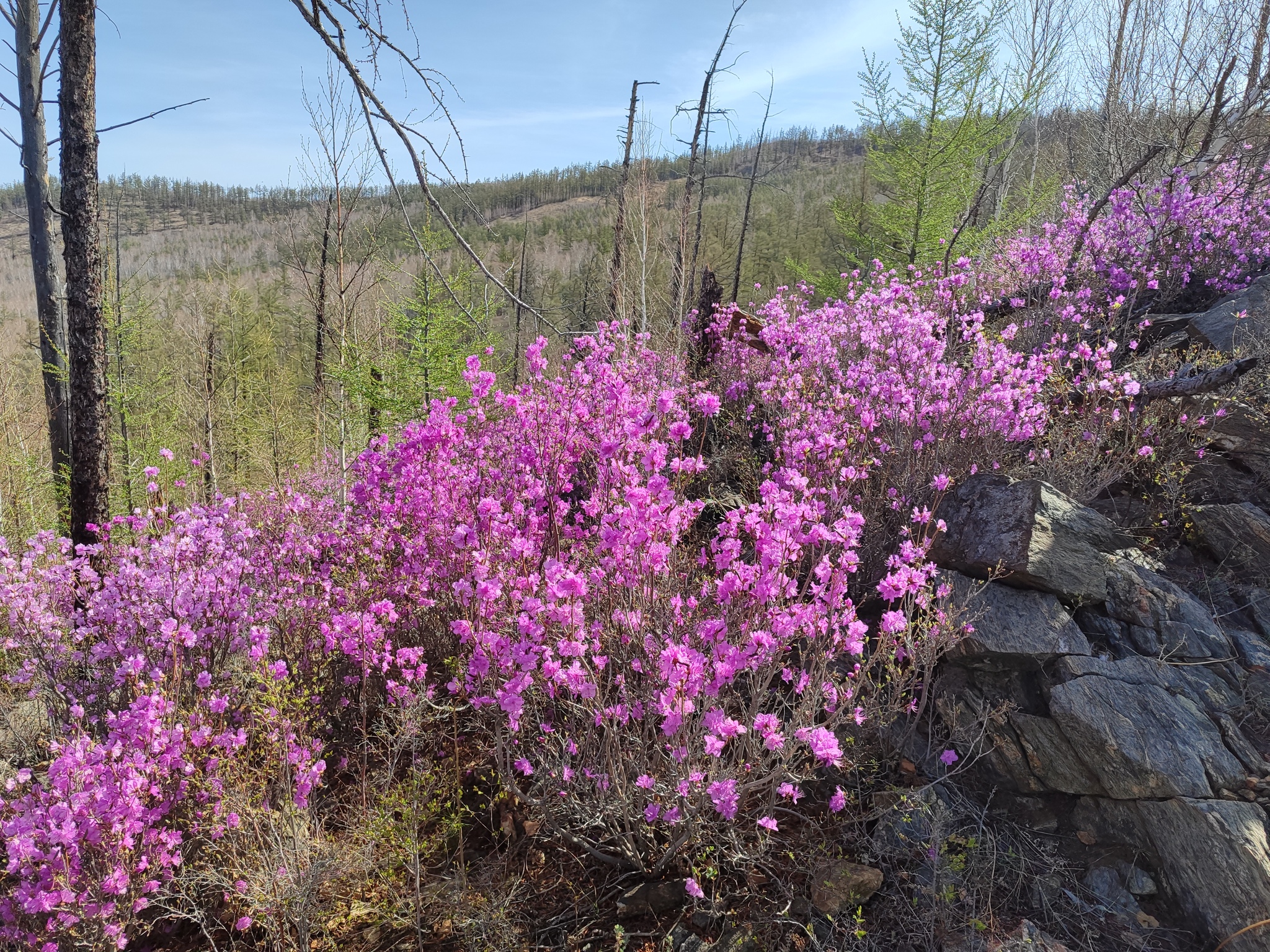 Summer 2024 (Transbaikalia) - My, Geology, Field work, Transbaikalia, Longpost