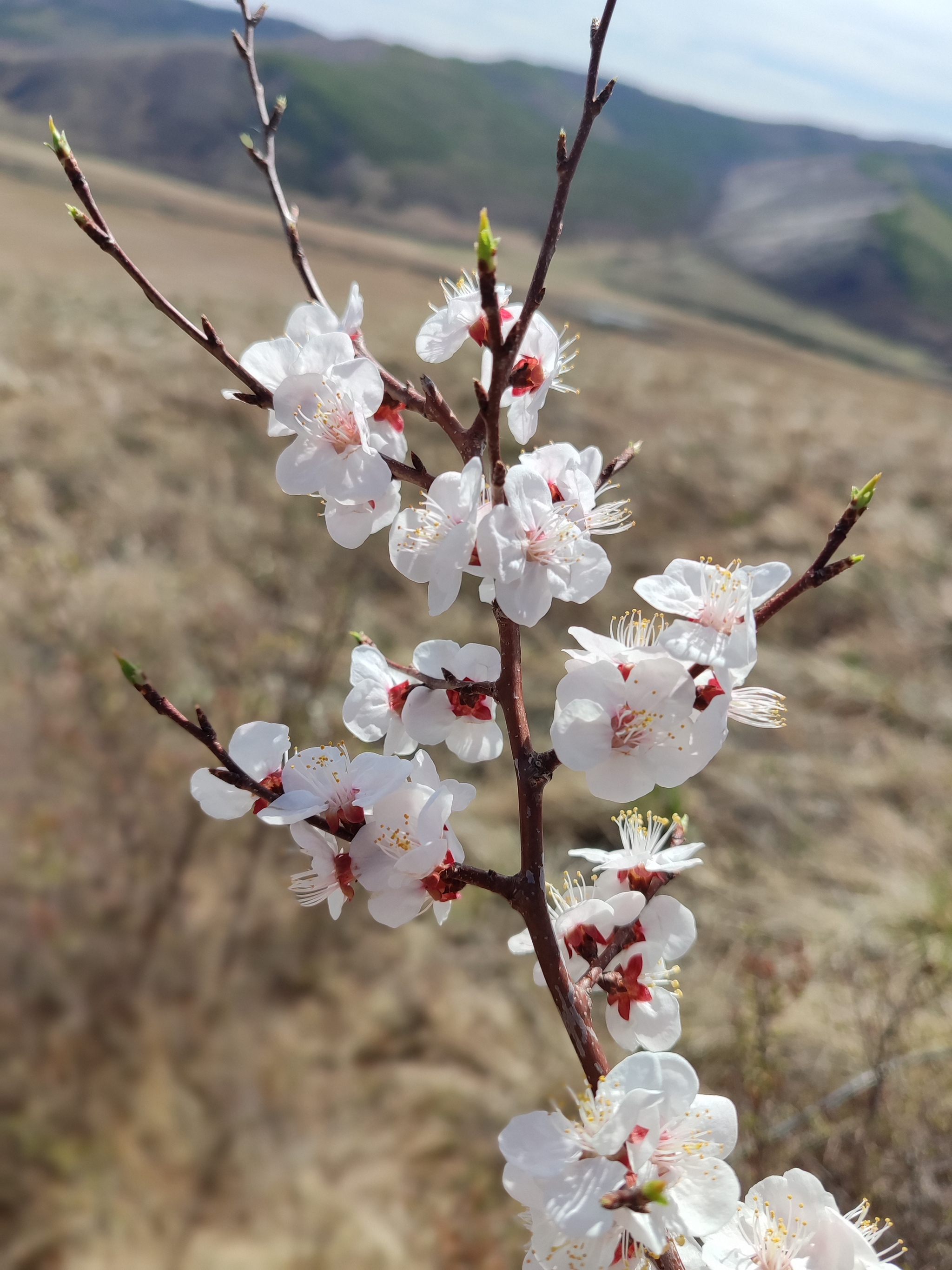 Summer 2024 (Transbaikalia) - My, Geology, Field work, Transbaikalia, Longpost