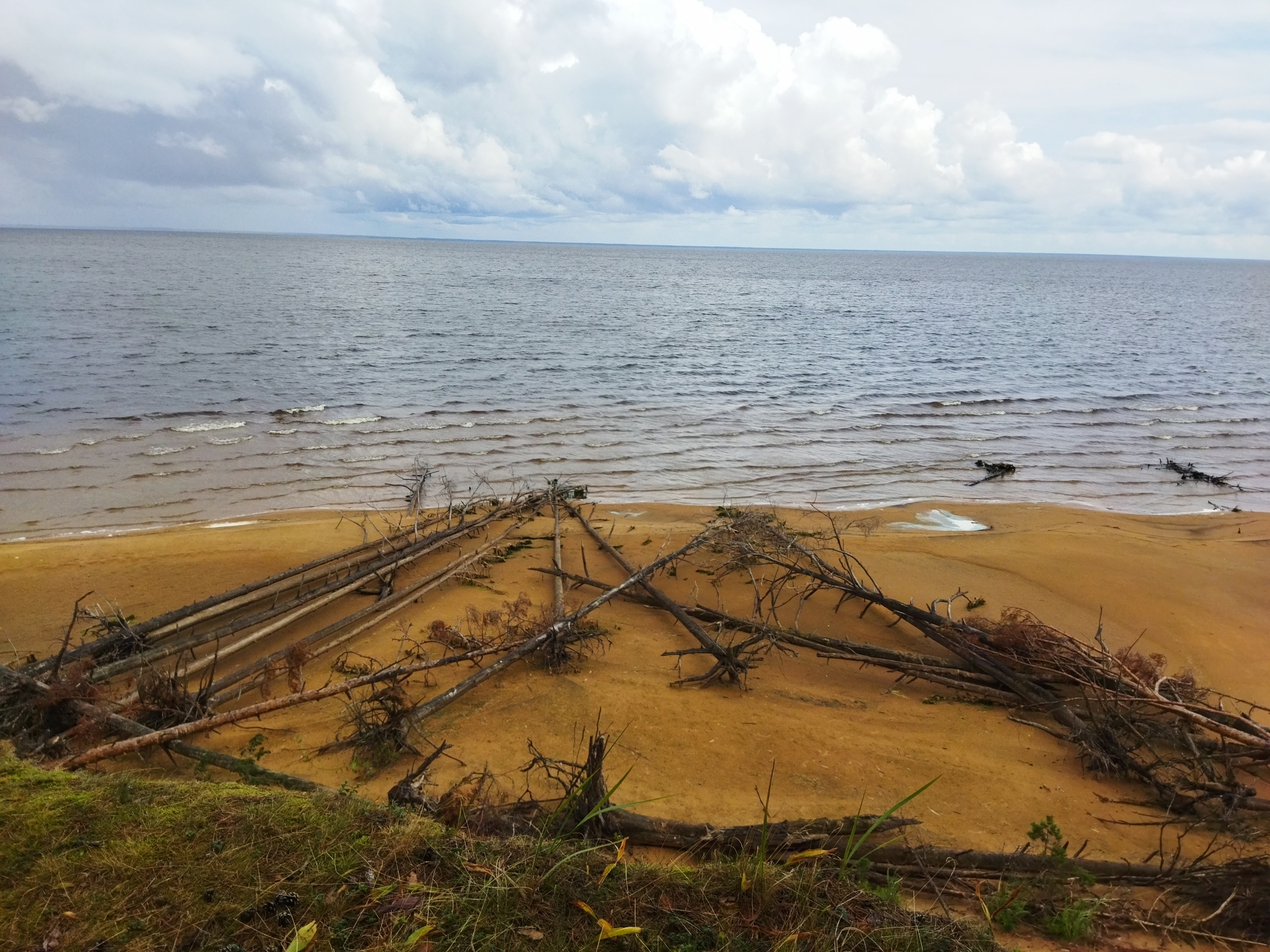 Лисичковый трип - Моё, Грибы, Рыбинское водохранилище, Грибы лисички, Длиннопост