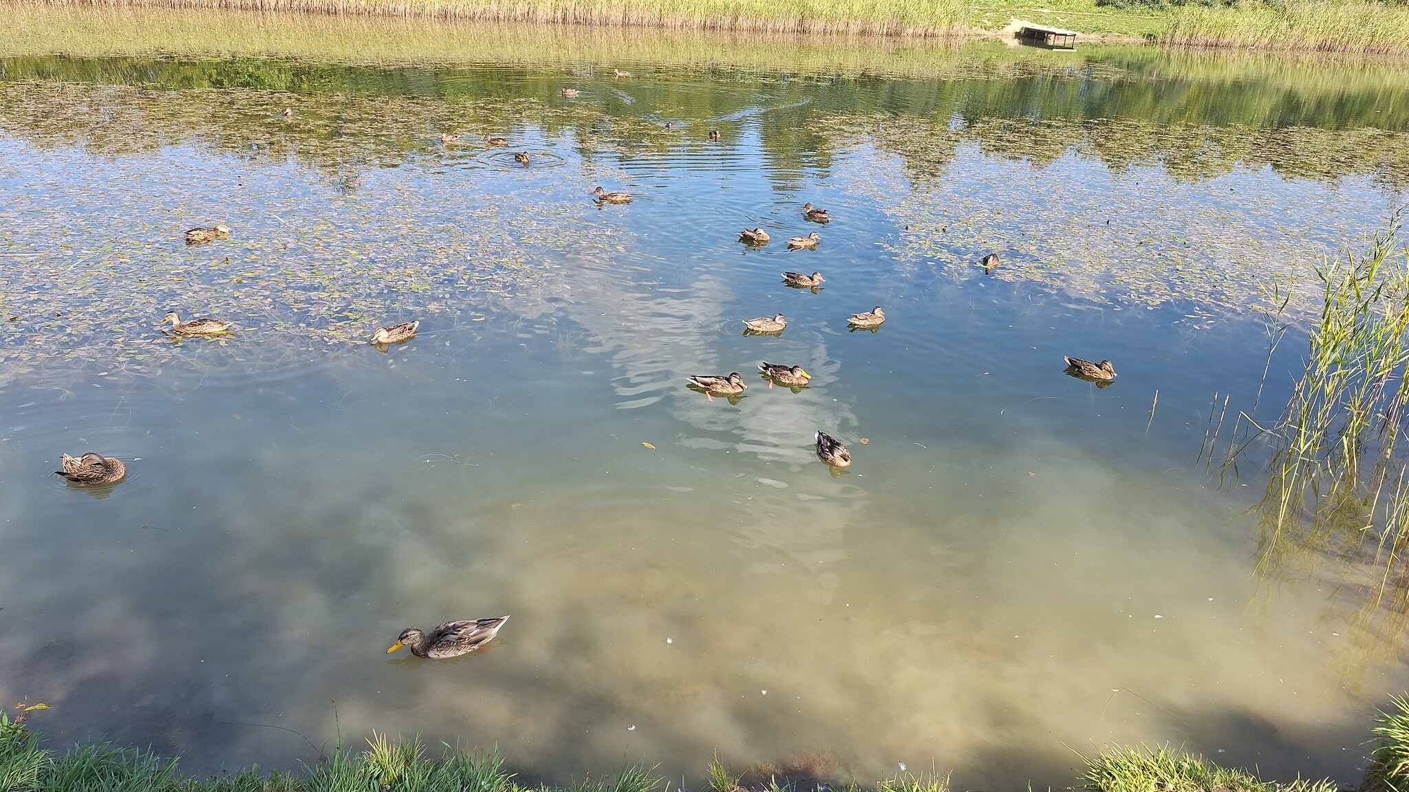 Before and after - My, It Was-It Was, Pond, The photo, Duck, A wave of posts