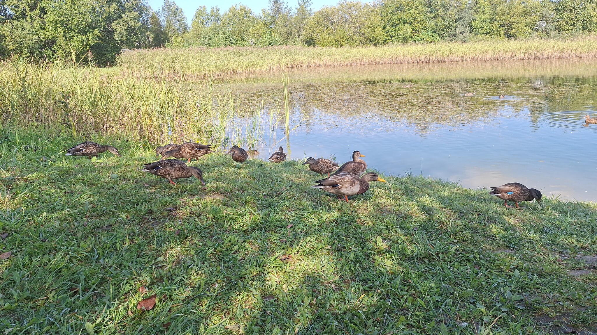 Before and after - My, It Was-It Was, Pond, The photo, Duck, A wave of posts