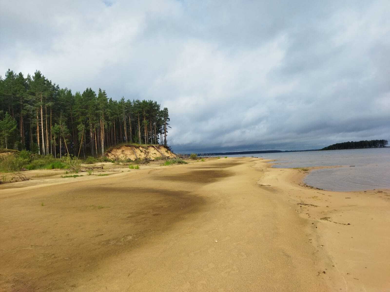 Лисичковый трип - Моё, Грибы, Рыбинское водохранилище, Грибы лисички, Длиннопост