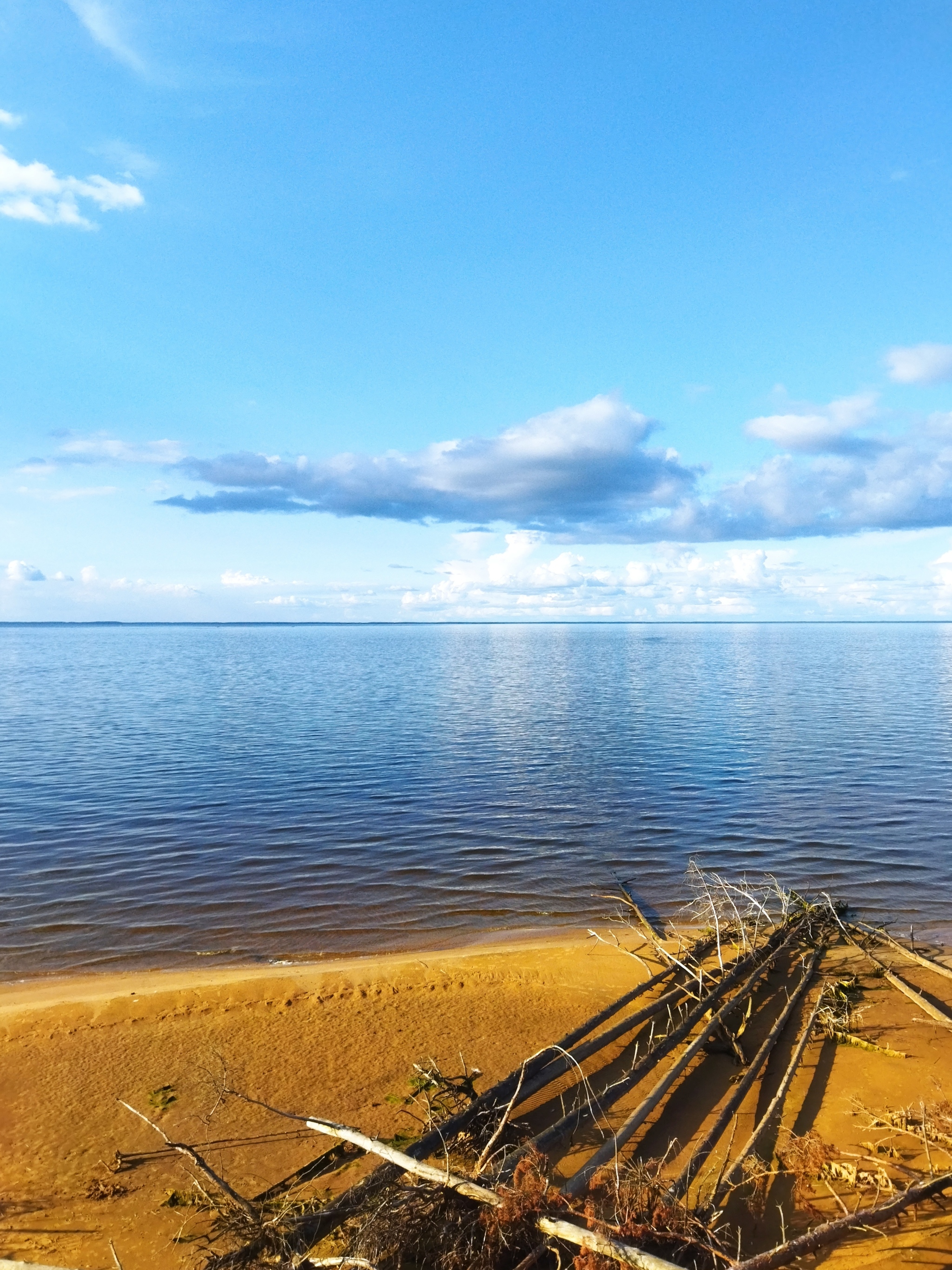 Лисичковый трип - Моё, Грибы, Рыбинское водохранилище, Грибы лисички, Длиннопост