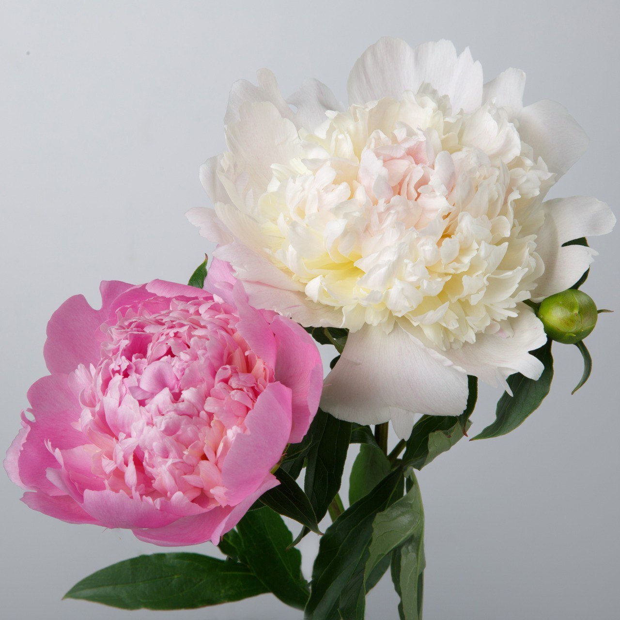 Peonies in German - My, Language, Foreign languages, German, Peonies