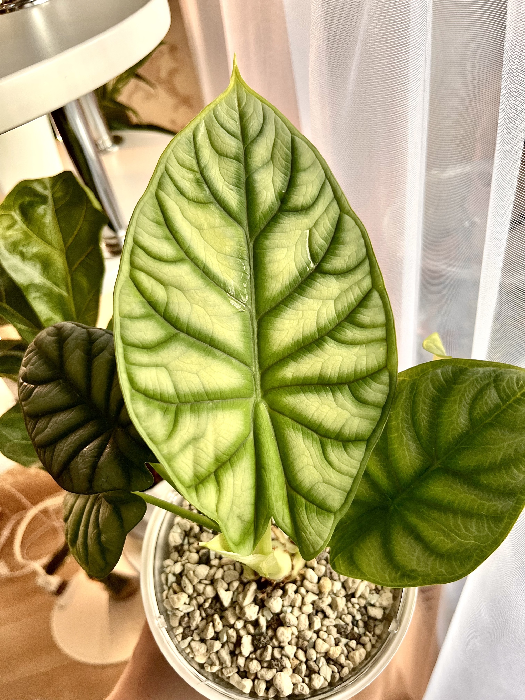 Alocasia Silver Dragon - My, Houseplants, Plants, Flowers, Alocasia