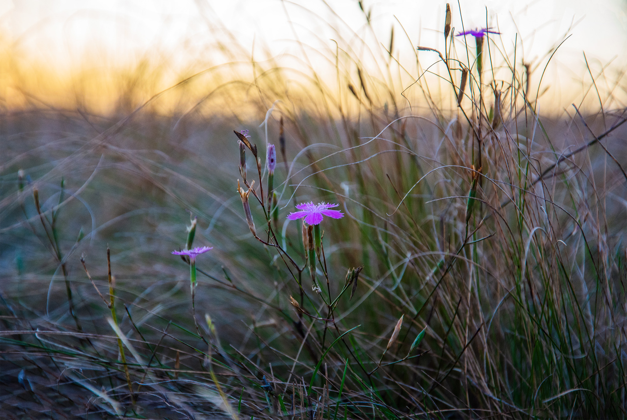 Chaotic... - My, The photo, Nikon, Nature, Landscape, Sunset, Flowers, Grass, Beautiful view