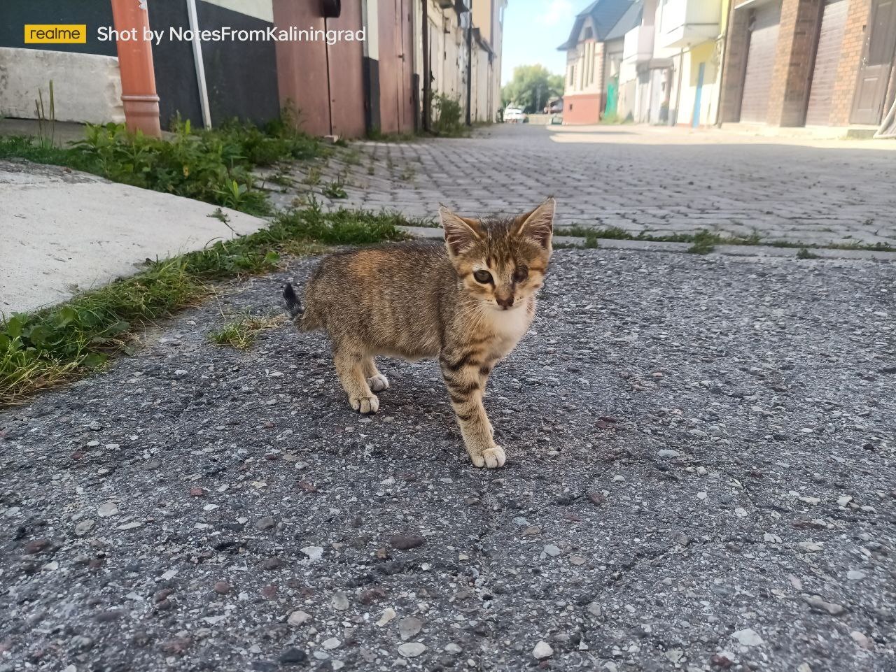 City beauties - My, cat, Kaliningrad, City walk, Fluffy, Pet the cat, Kaliningrad region, Street photography, The photo, Longpost