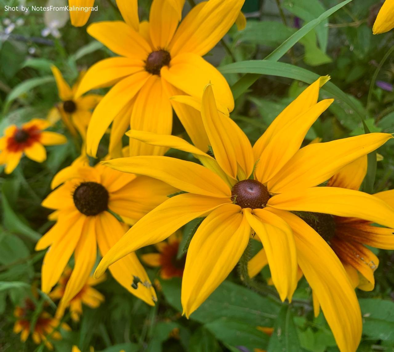 Rudbeckia from Heliantheae - My, Rudbeckia, Flowers, Bloom, City walk, Street photography, Kaliningrad, Kaliningrad region, The photo