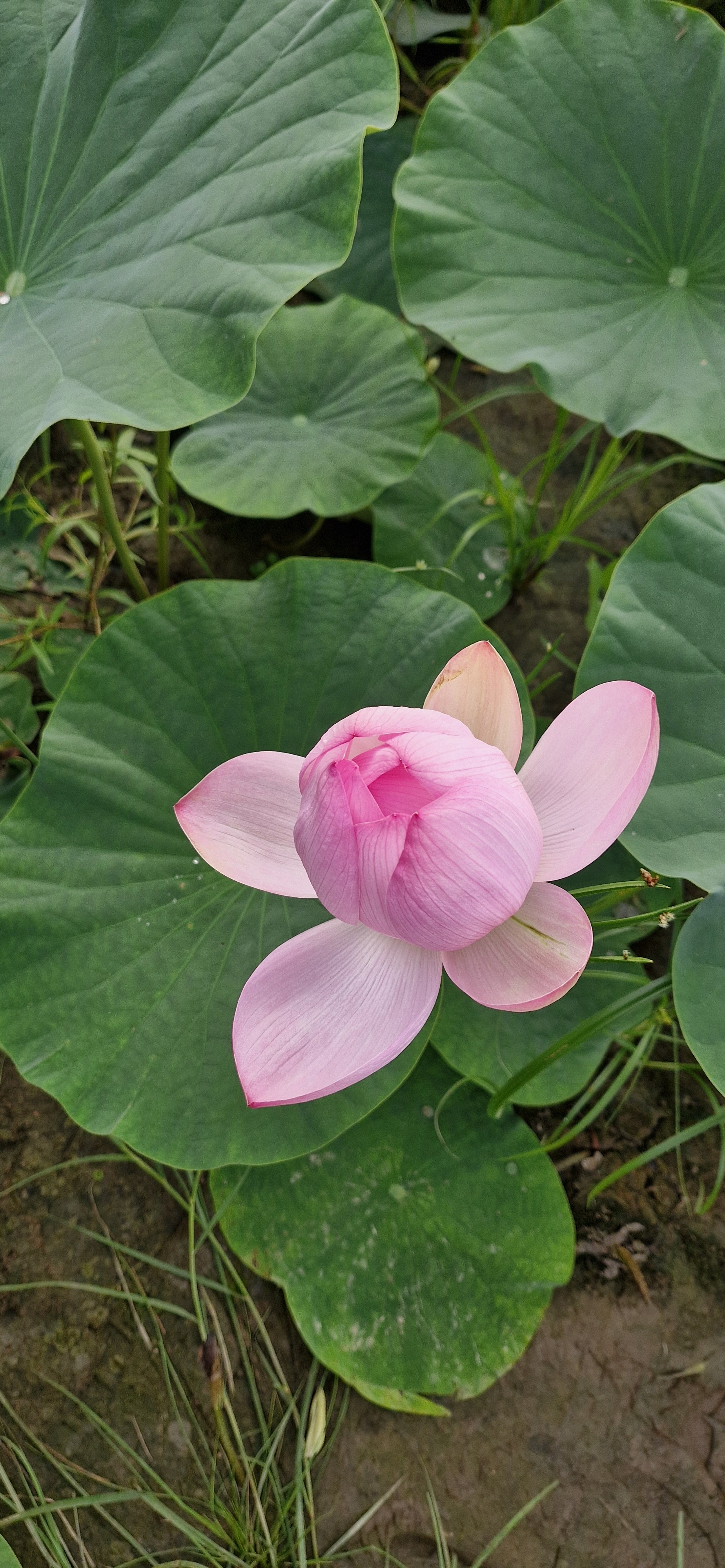 The lotuses have blossomed - My, Lotus, Primorsky Krai, Luchegorsk, Longpost