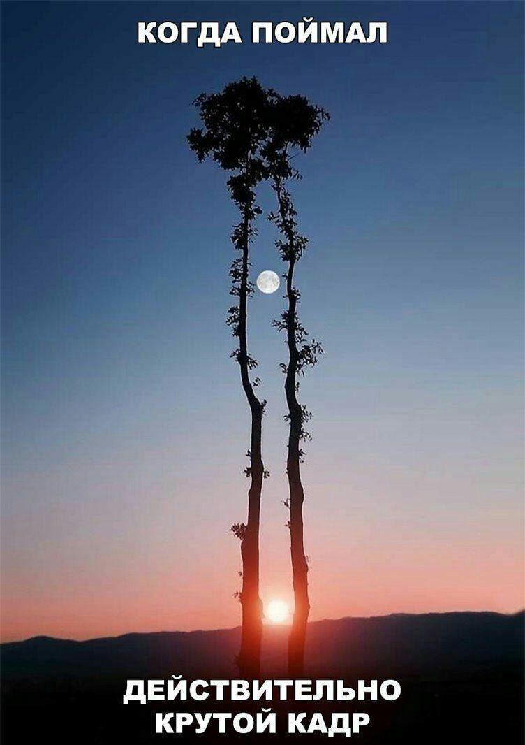 When You Caught A Really Cool Shot - Humor, Tree, The sun, Picture with text, moon, Sunrises and sunsets, Photoshop master, Hardened