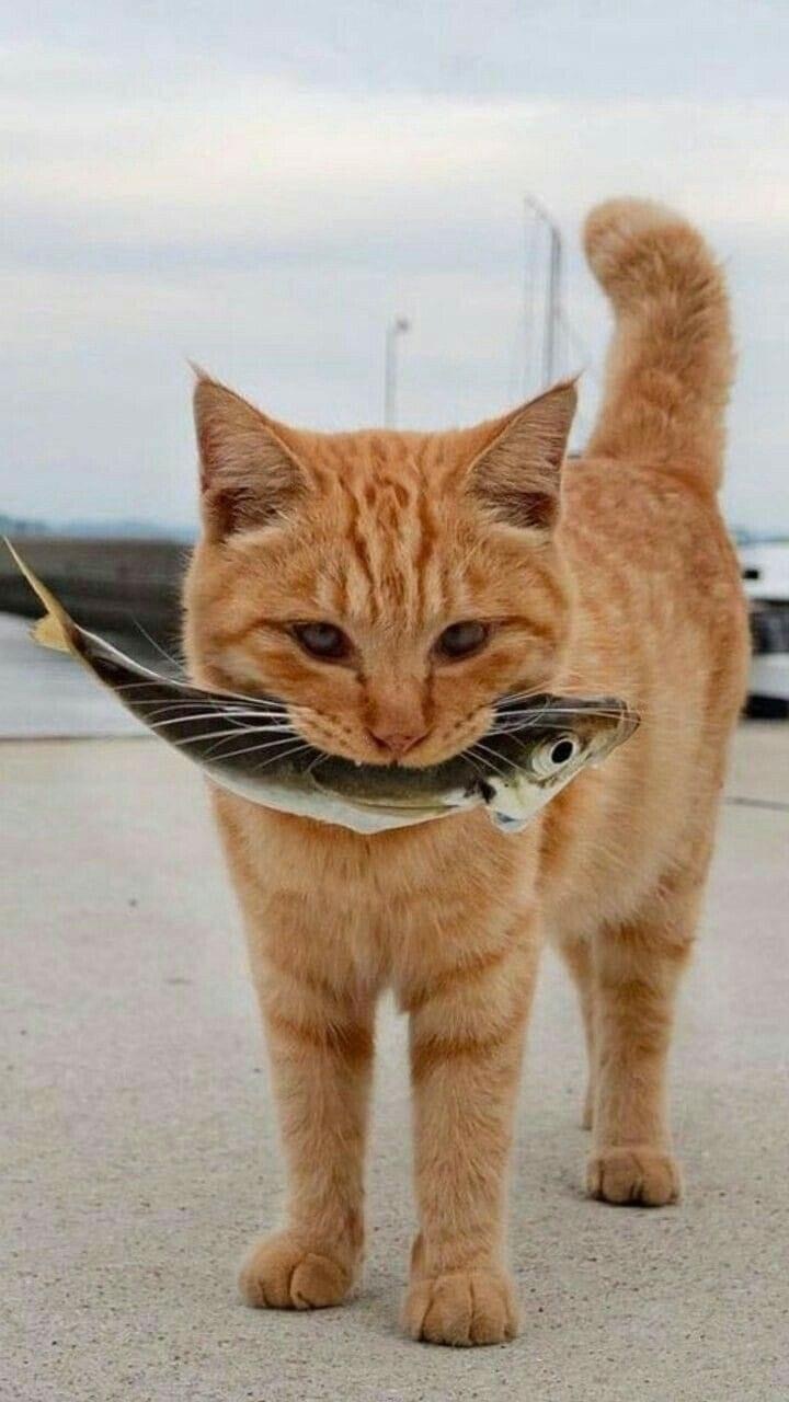 Fish - cat, A fish, The photo