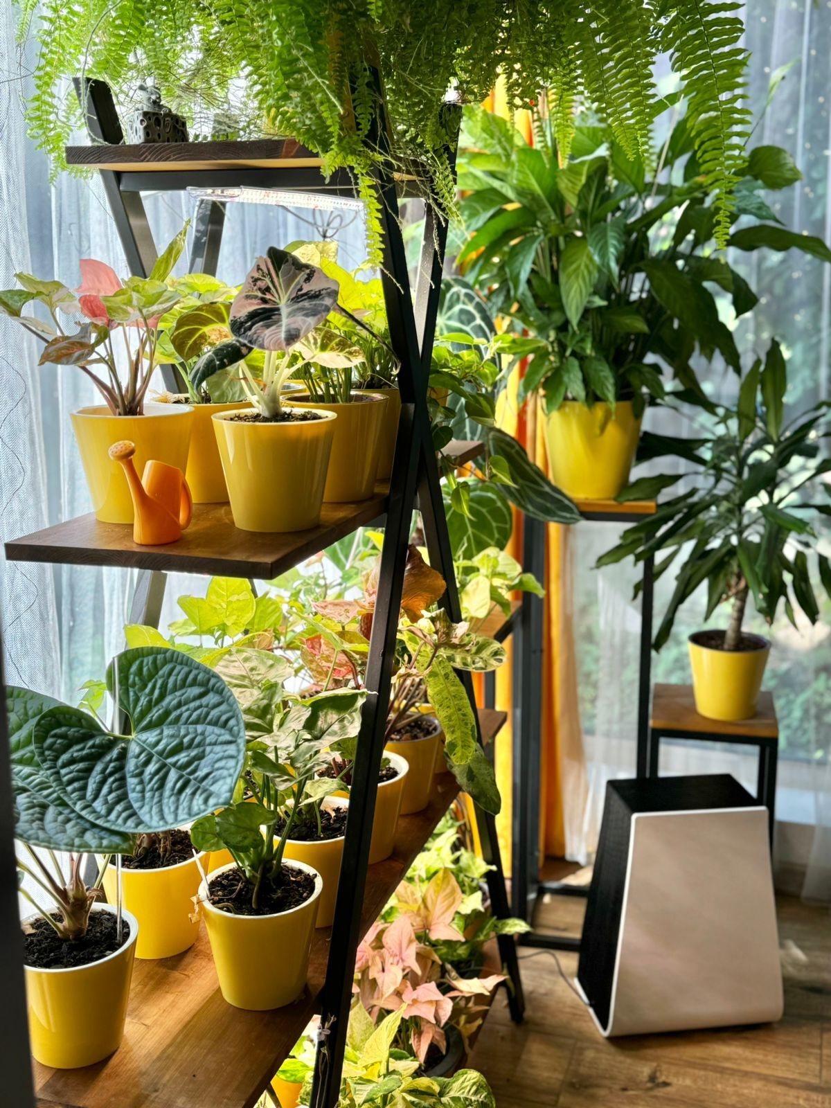 My house plants - My, Houseplants, Plants, Longpost