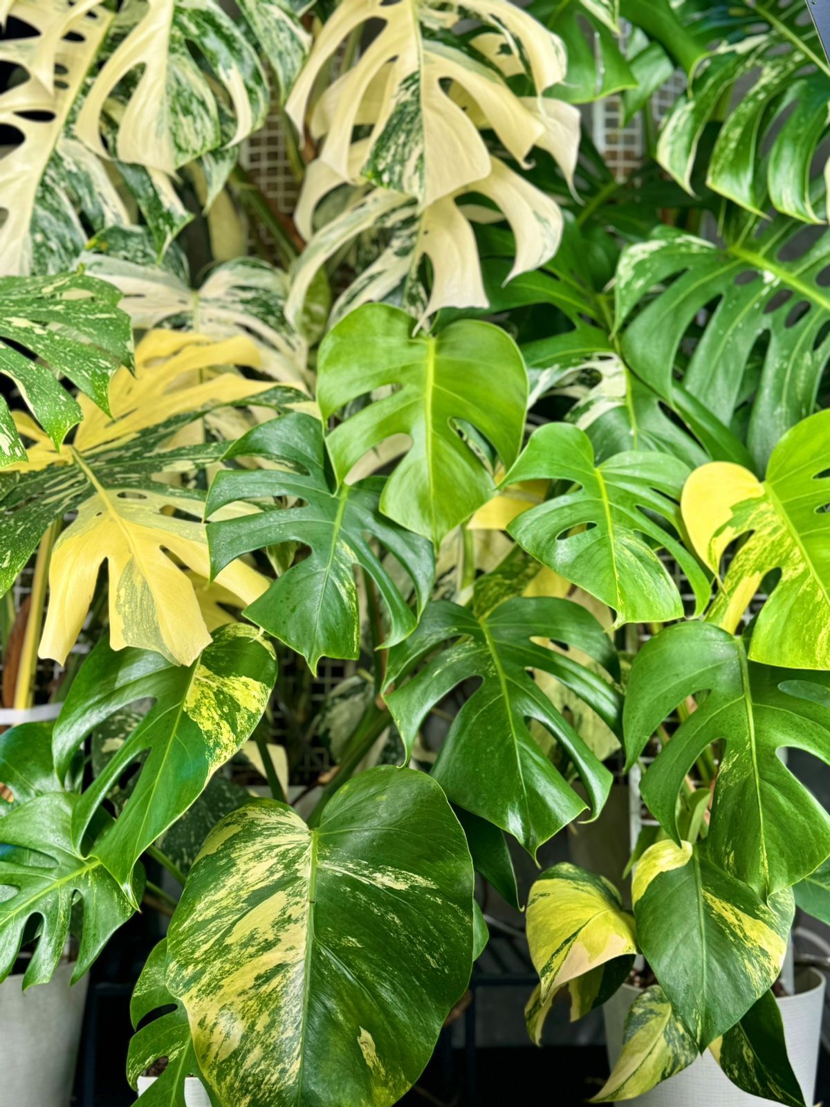 My house plants - My, Houseplants, Plants, Longpost