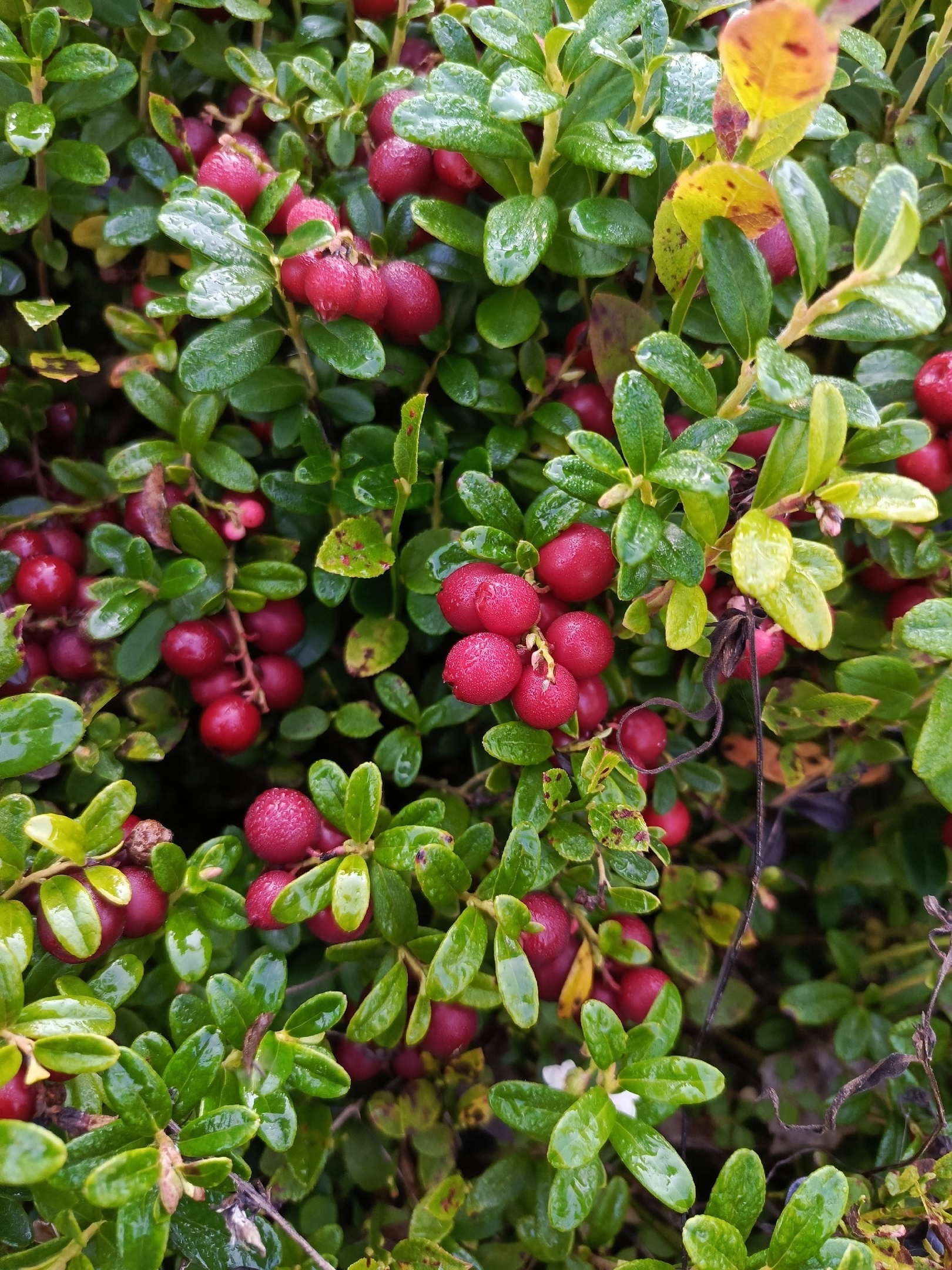 Berries - My, Cowberry, Images, Harvest, Forest, Longpost