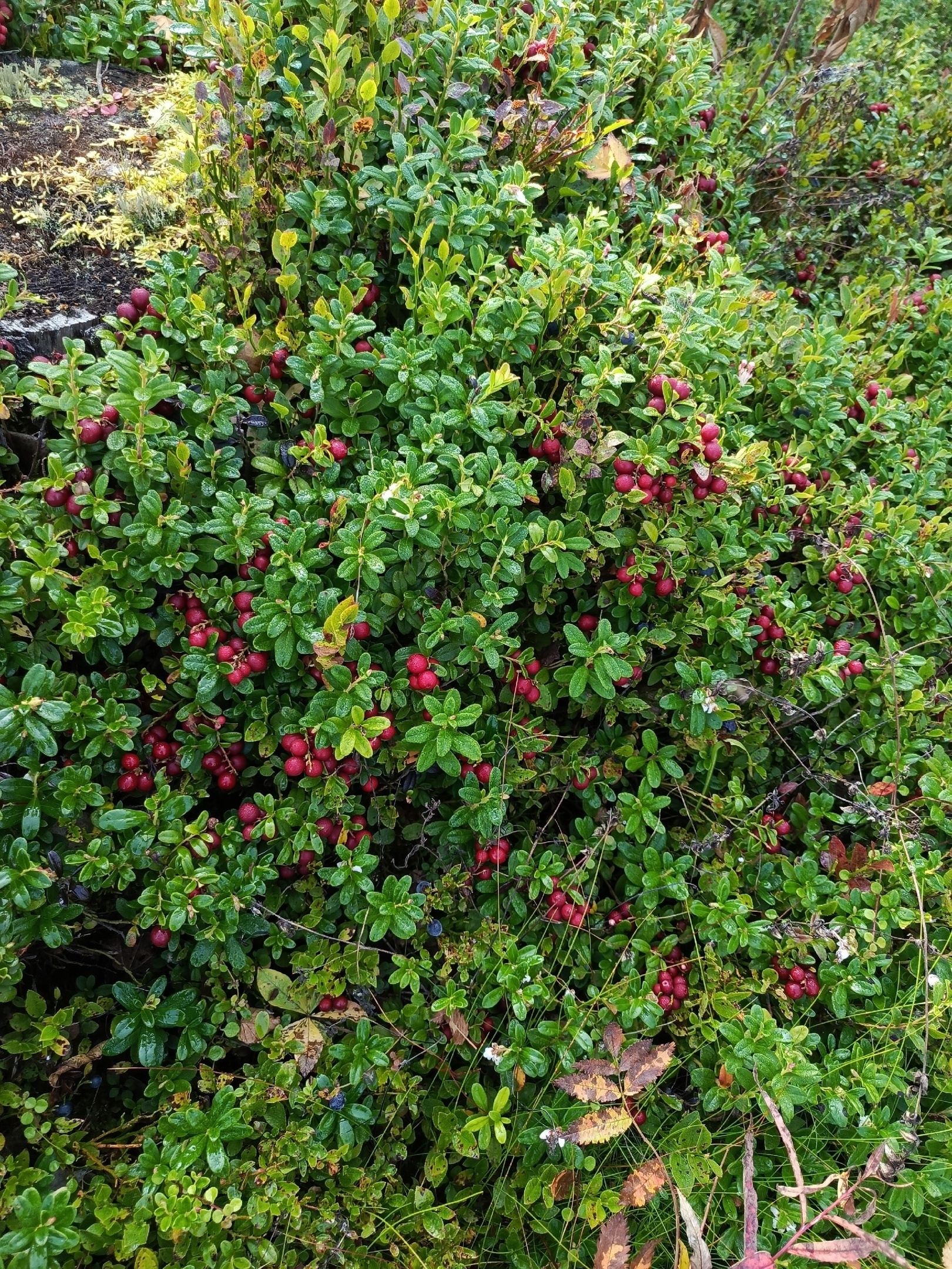 Berries - My, Cowberry, Images, Harvest, Forest, Longpost