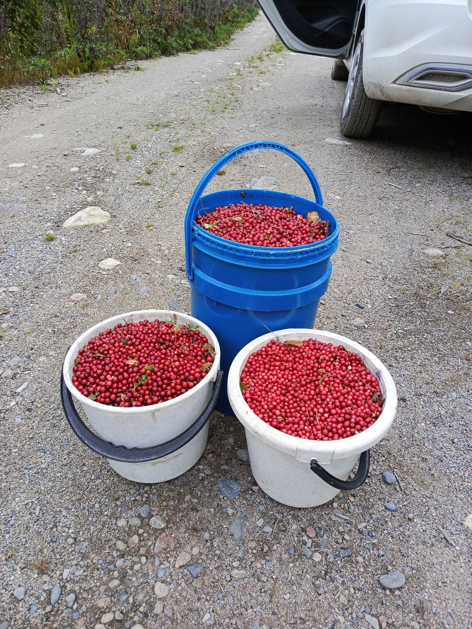 Berries - My, Cowberry, Images, Harvest, Forest, Longpost